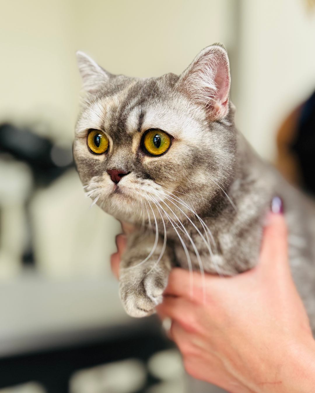 Toilettage d'un chat