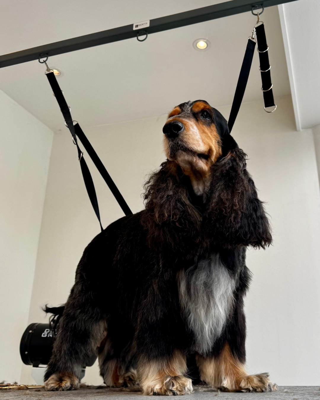 Trimming d'un Cocker Spaniel