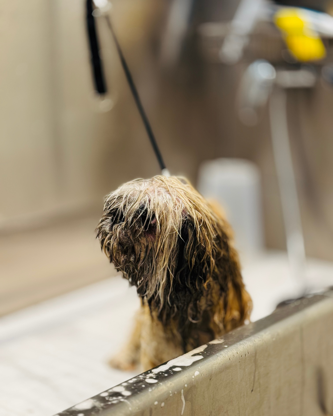 Bain d'un chien
