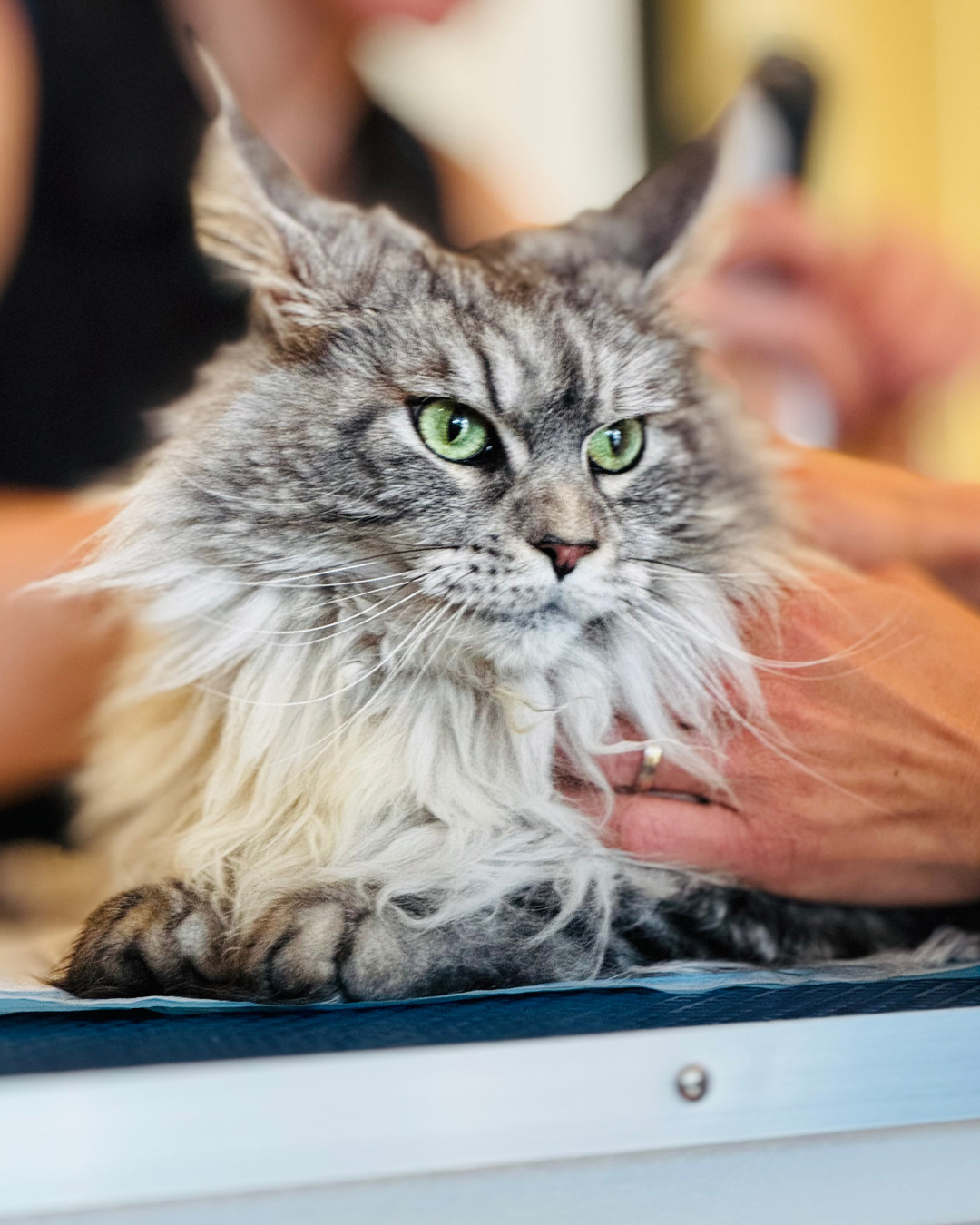 Démêlage d'un chat