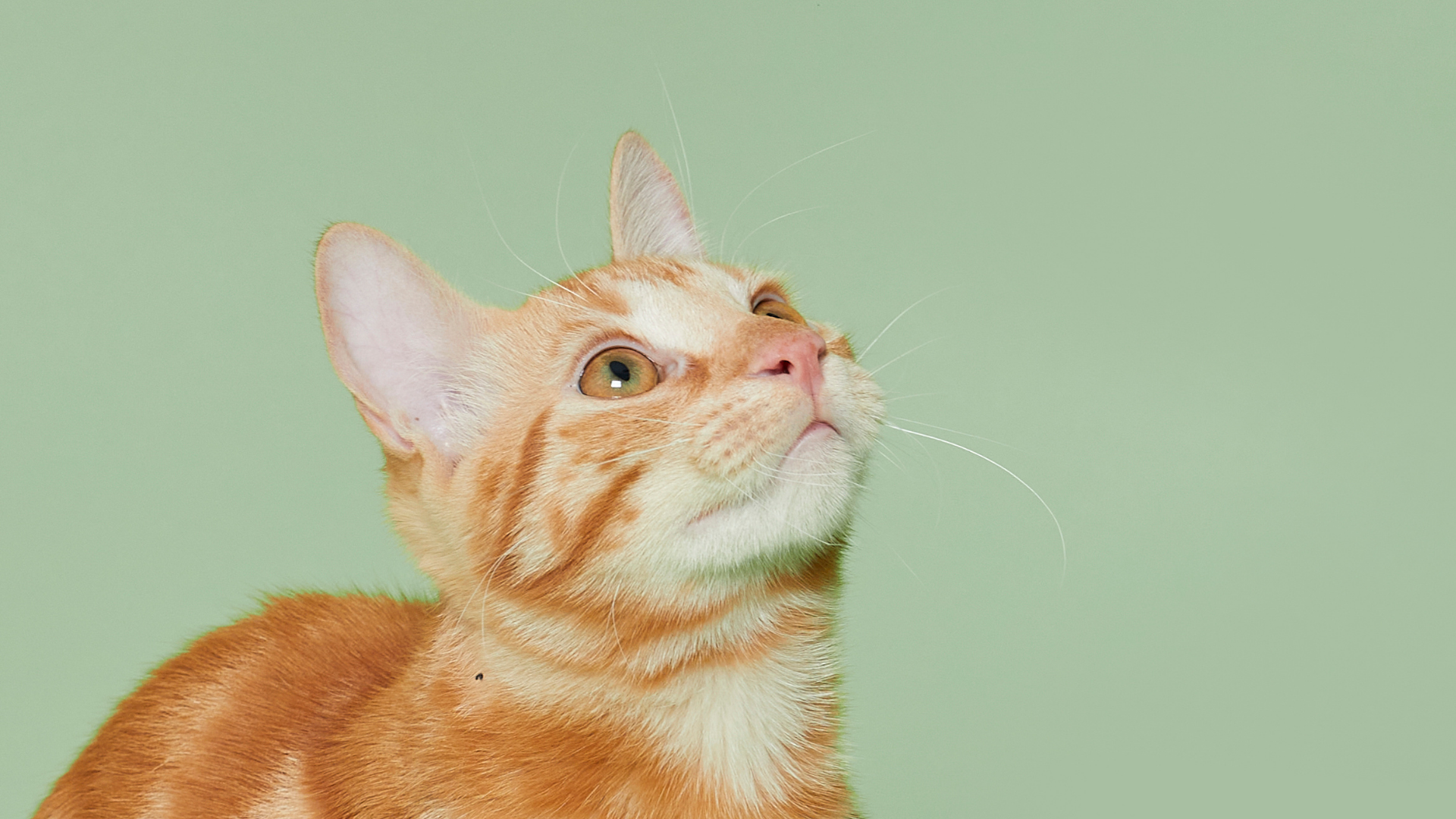 Chat roux regardant en l'air sur fond vert.