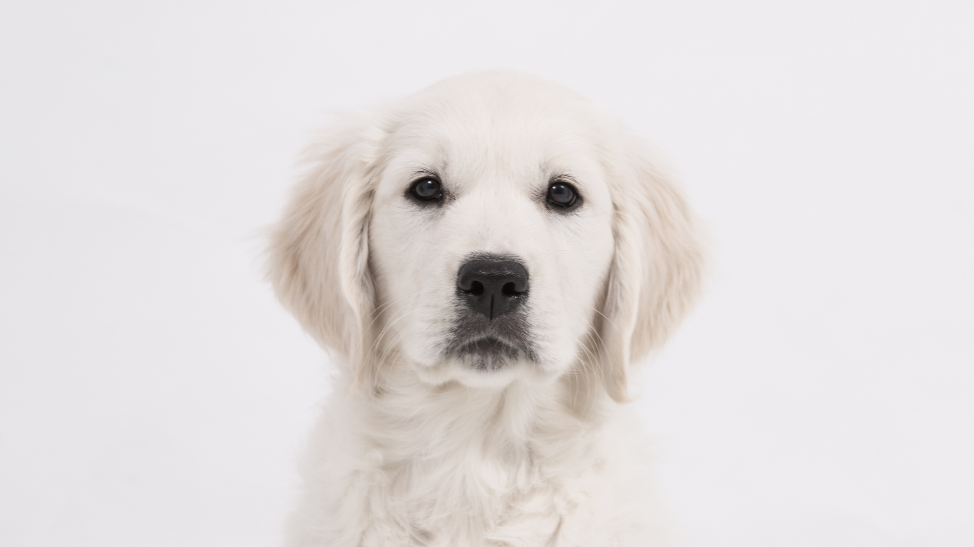 Chiot labrador retriever sur fond blanc.