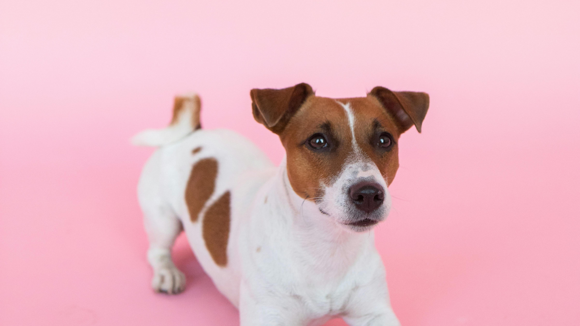 Chien de race Jack Russell Terrier sur fond rose.