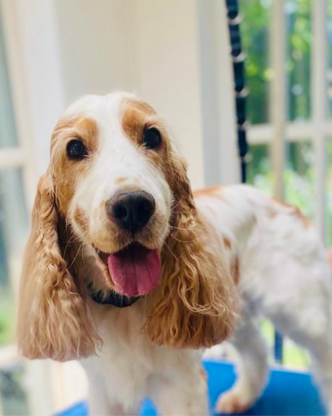 Cocker en plein toilettage : trimming