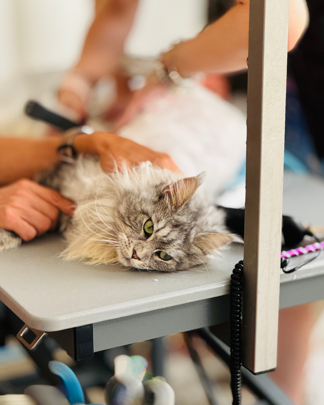 Tonte d'un chat avec problèmes de peaux