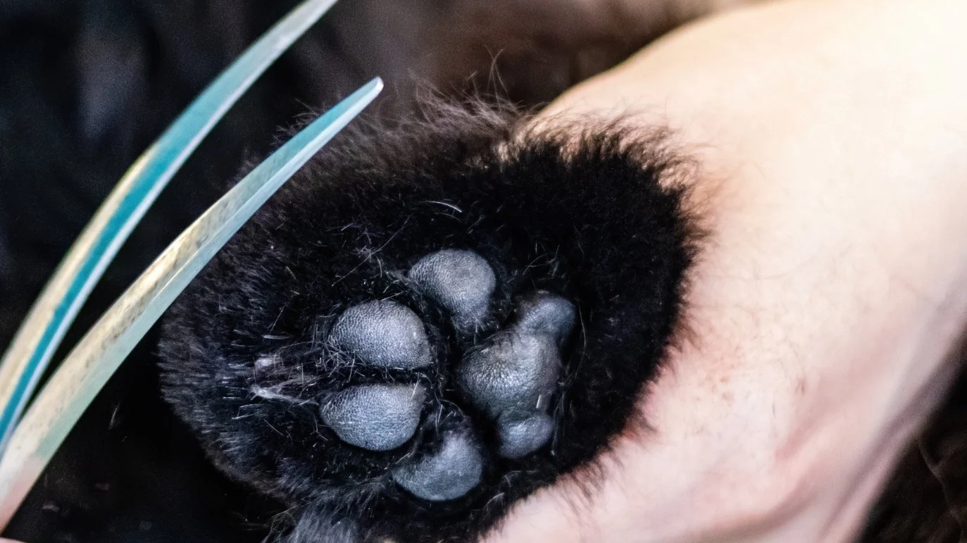 Gros plan sur une patte noire d'un chien en train d'être toilettée avec des ciseaux.