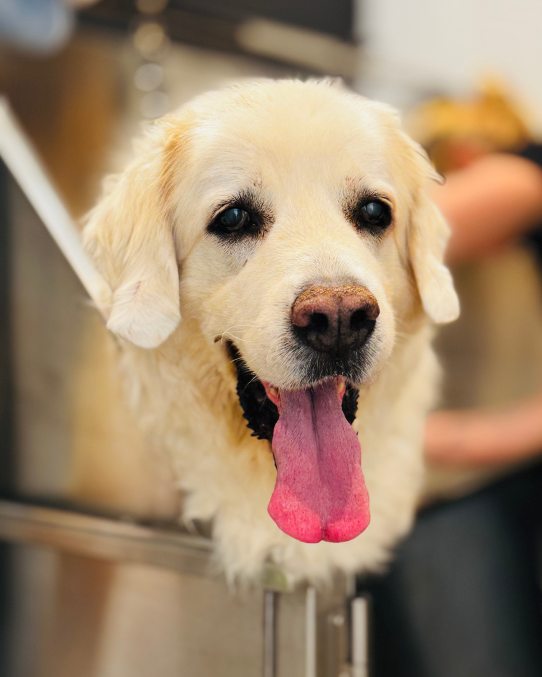Un chien de race labrador, montrant sa langue rose, semble heureux et excité dans la baignoire du studio de toilettage.
