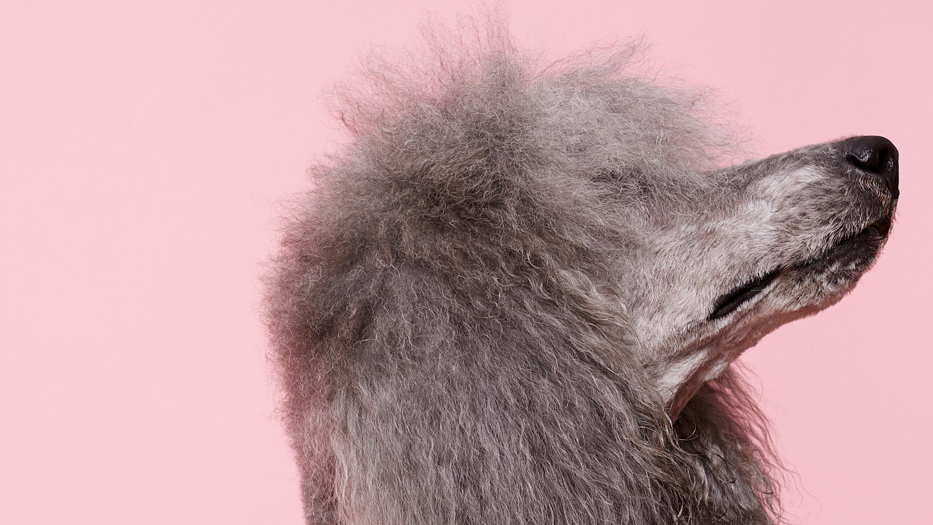 Profil d'un caniche gris sur fond rose.