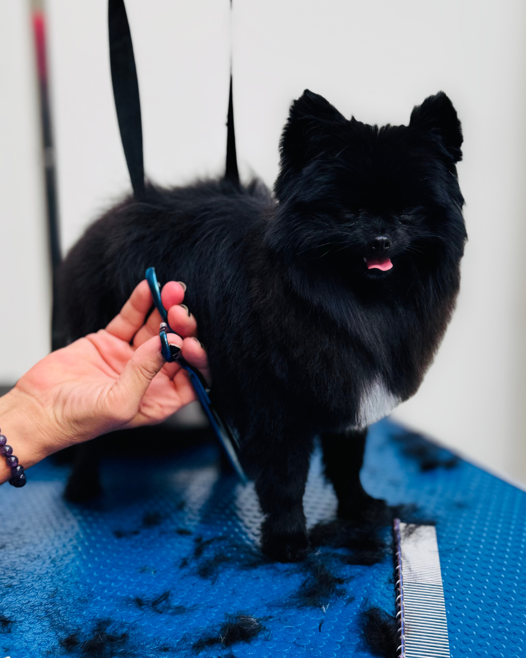 Coupe ciseau  d'un chien