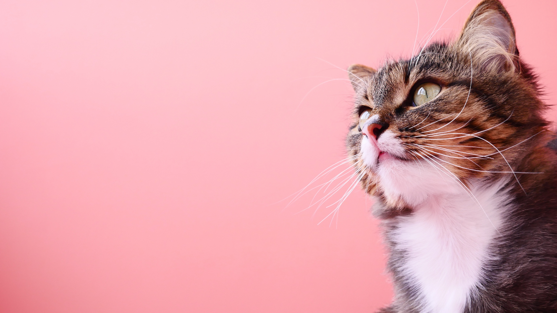Chat tigré sur fond rose
