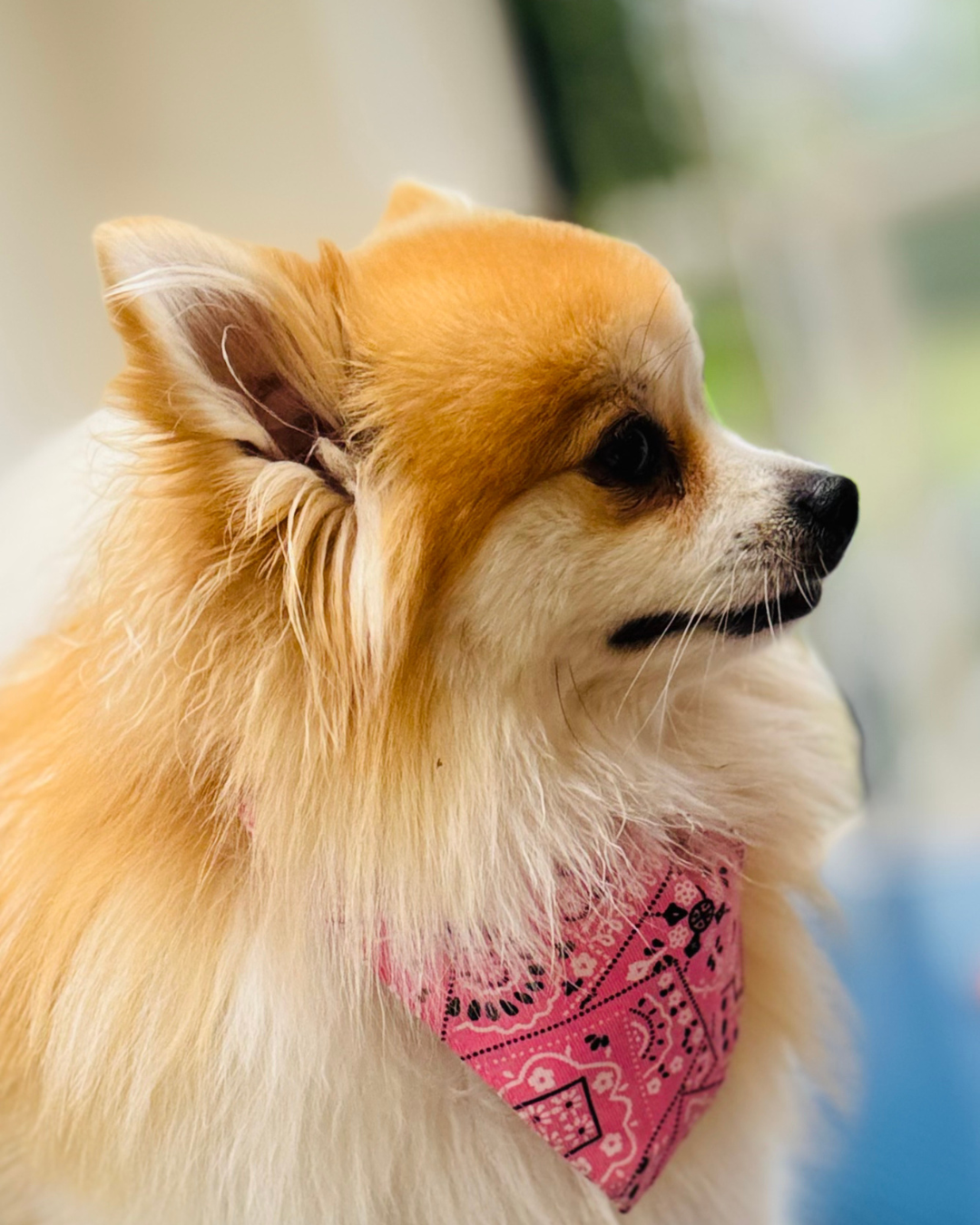 Spitz toiletté chez Wooffie