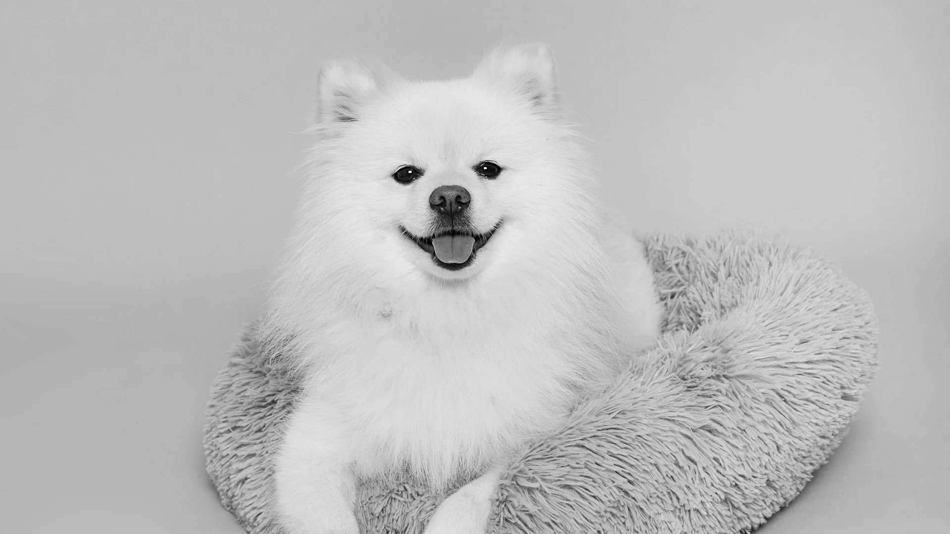 Chien blanc à poil long sur un coussin, sourire, fond gris.