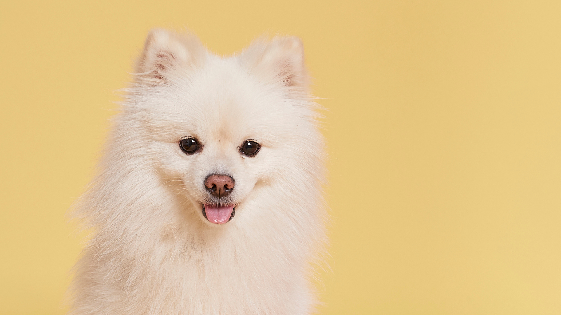 Chien blanc de type spitz sur fond jaune.