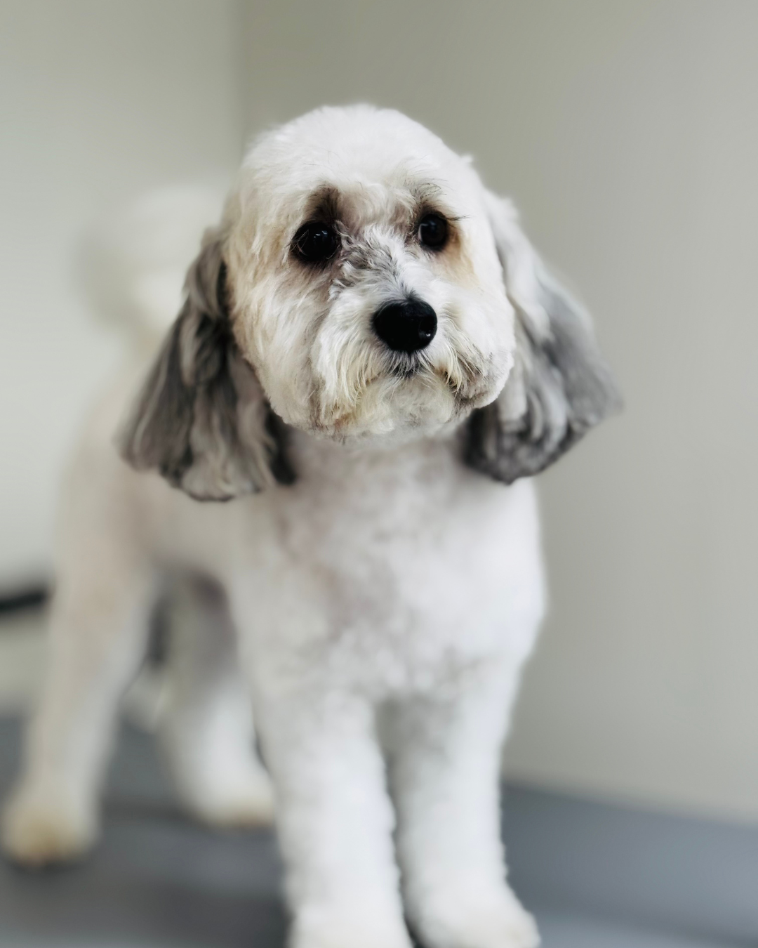 Toilettage d'un chien dans notre studio