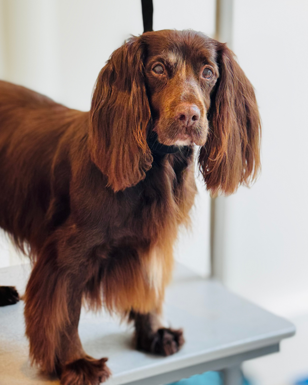 Toilettage d'un chien chez Wooffie
