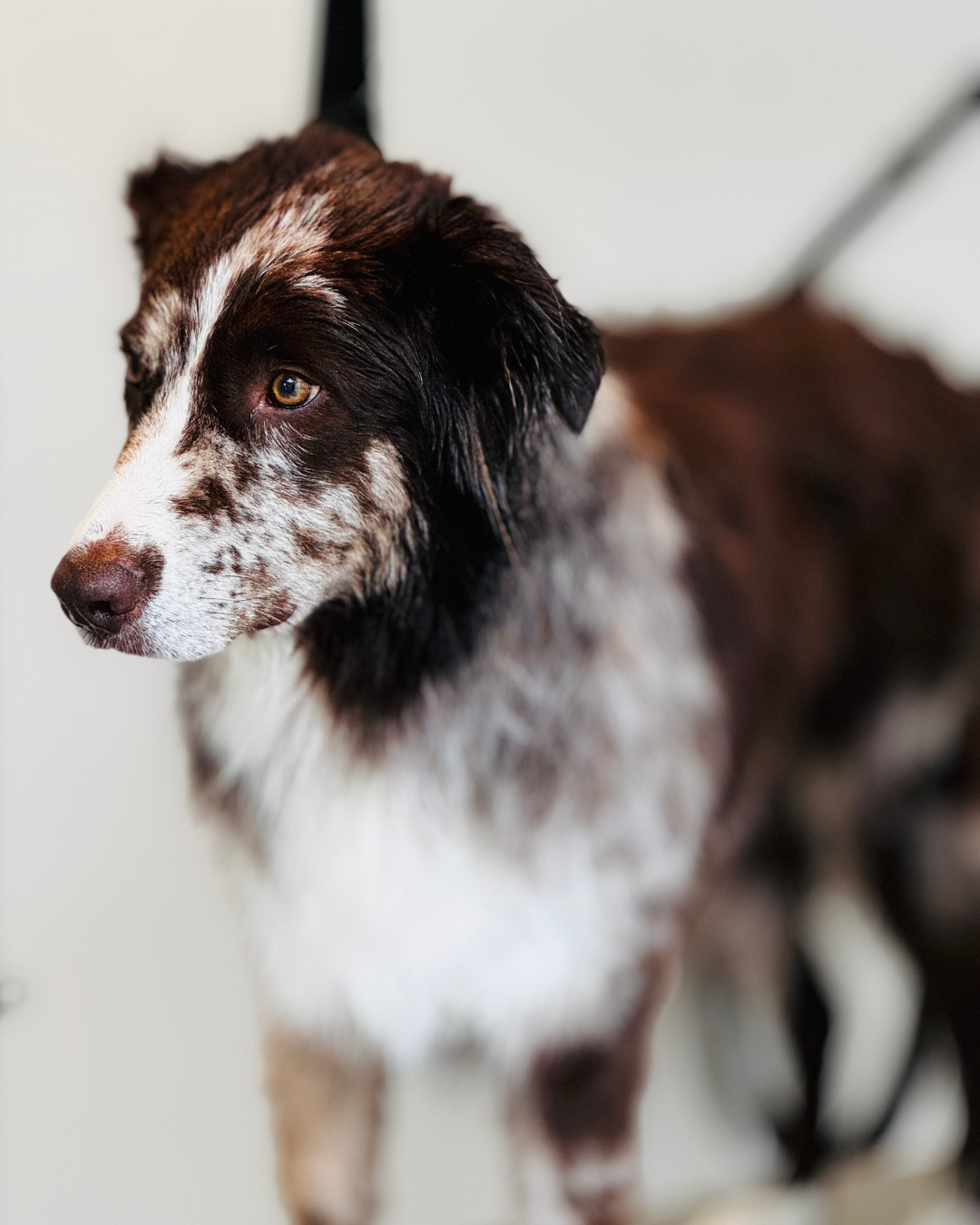 Un chien à poils longs et tachetés, de race Border Collie, regardant vers la gauche, avec un fond blanc et flou.
