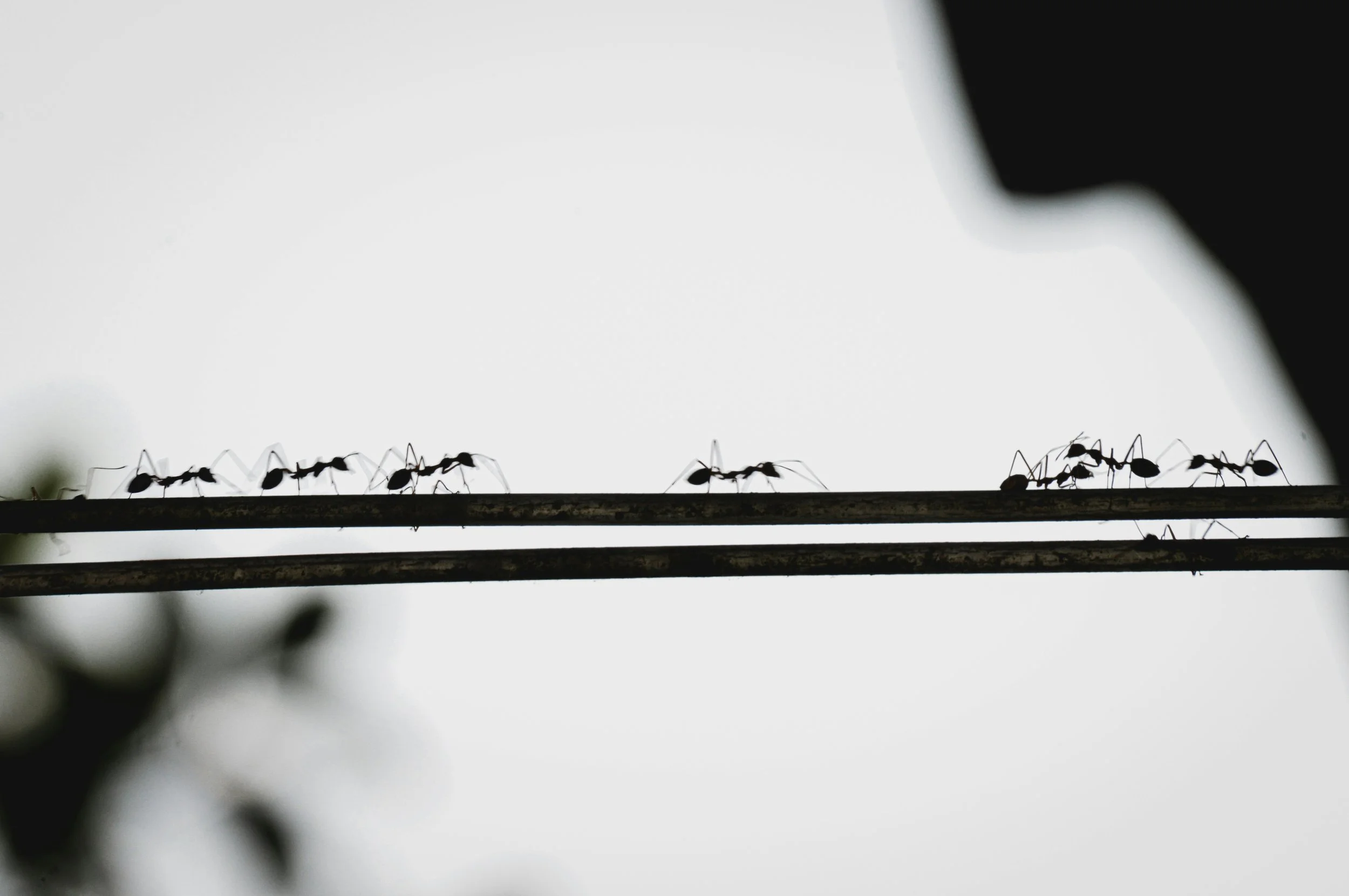 ants_marching_sponsor_tier.jpg