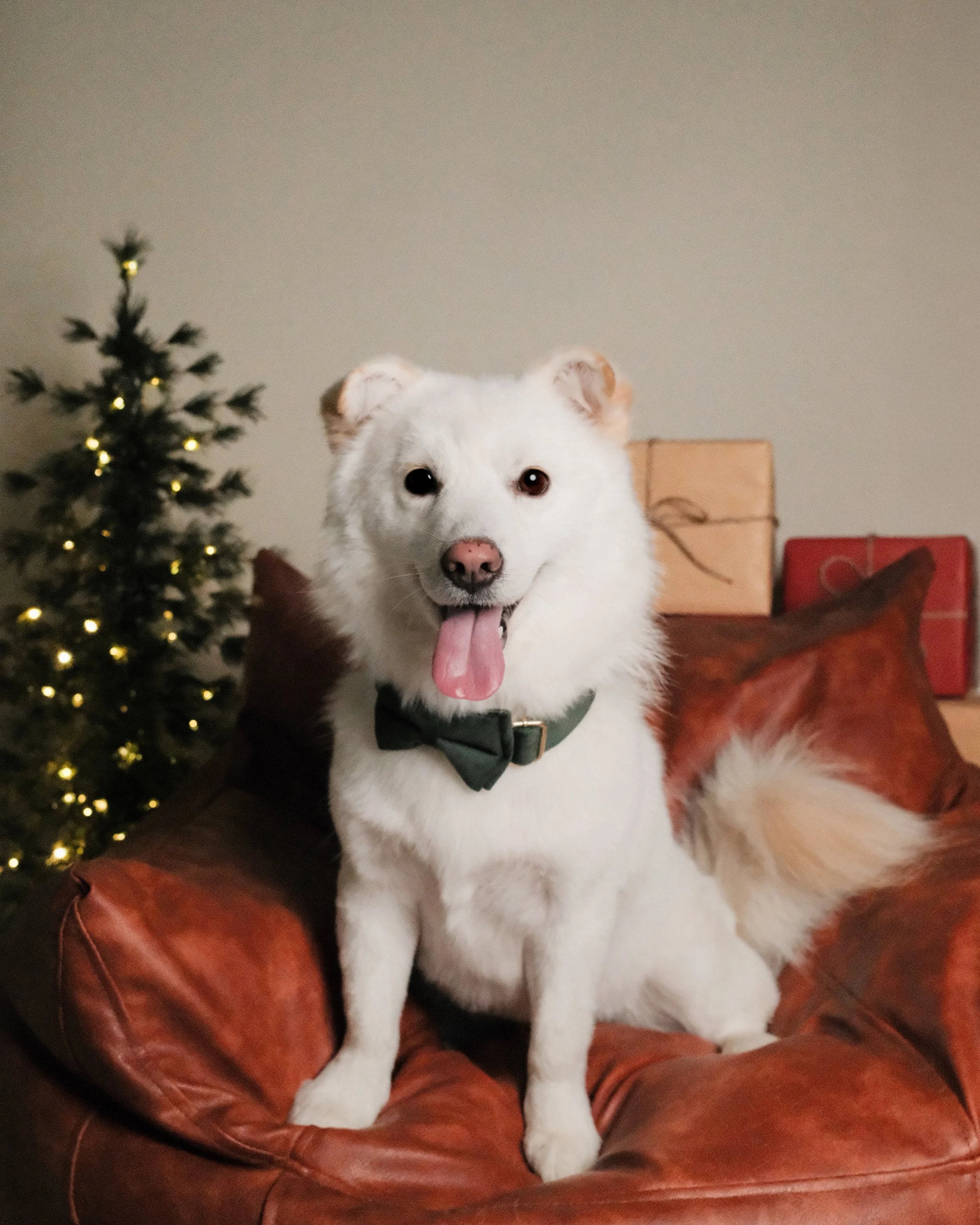 Indy x Nest Grooming Studio x Holidays.jpg