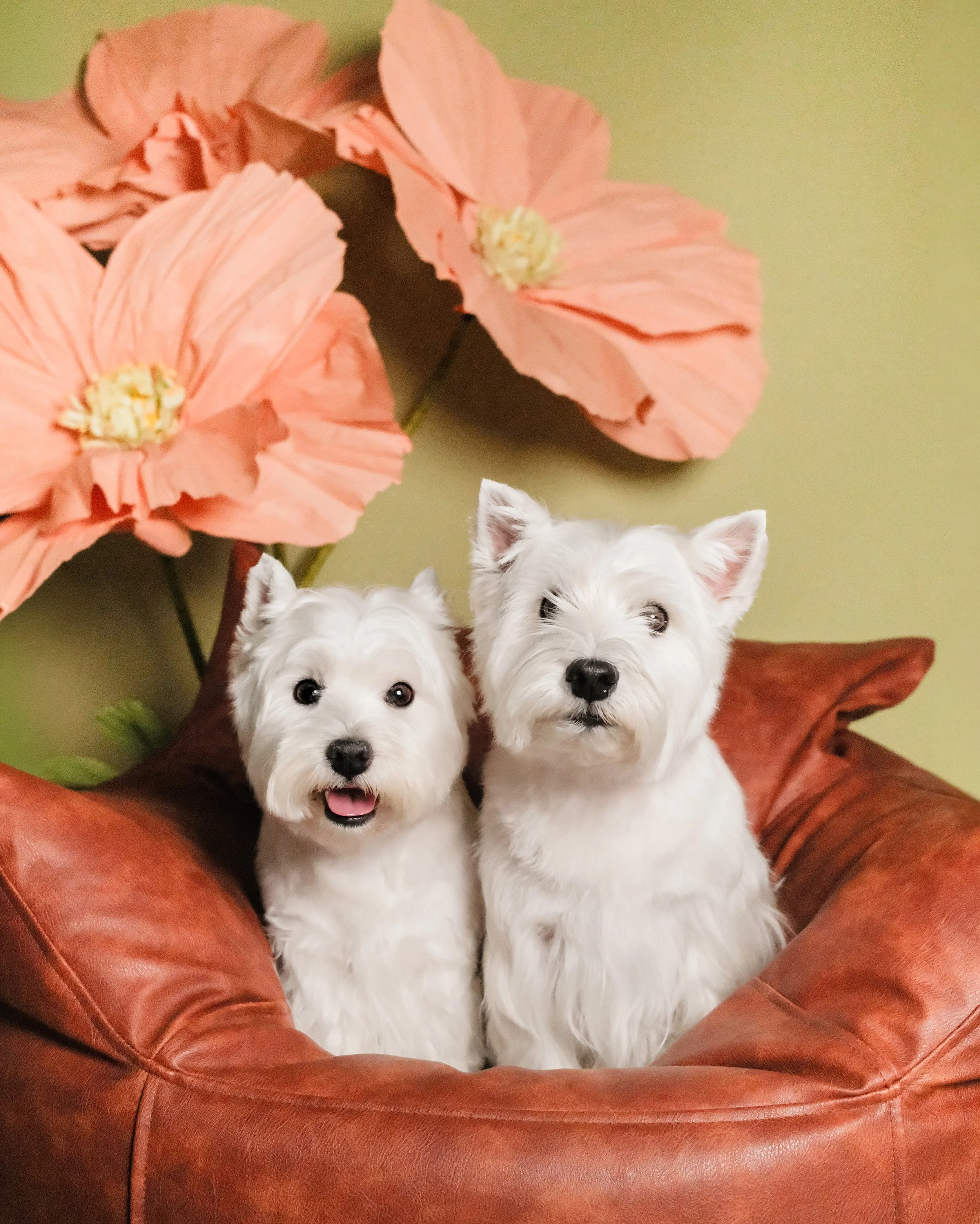 Luna & Leo - Nest Grooming Studio.jpg