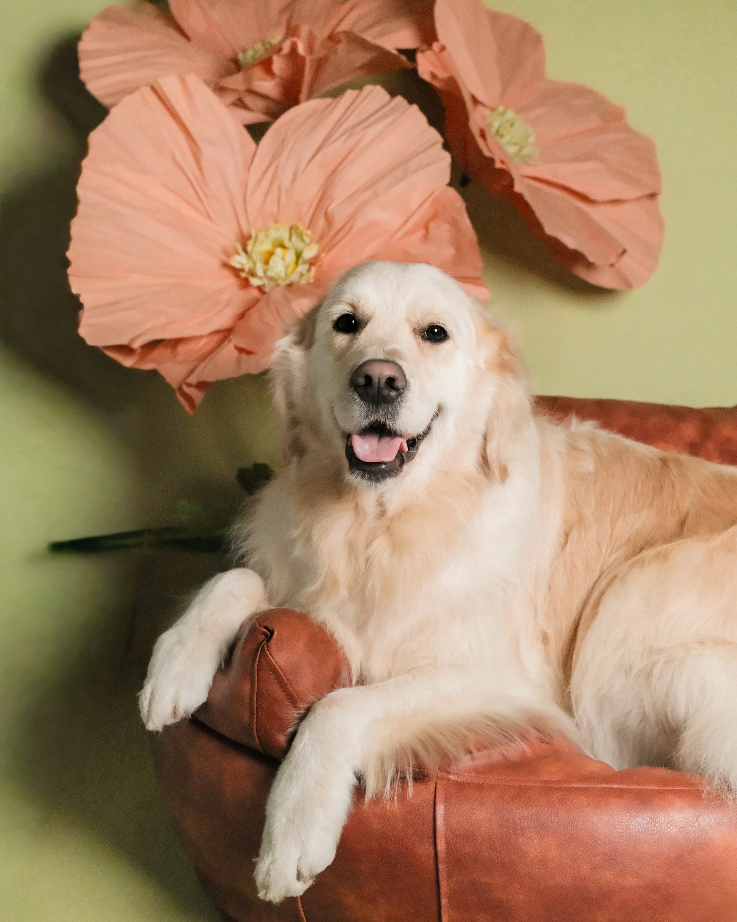 Teddy - Nest Grooming Studio.jpg