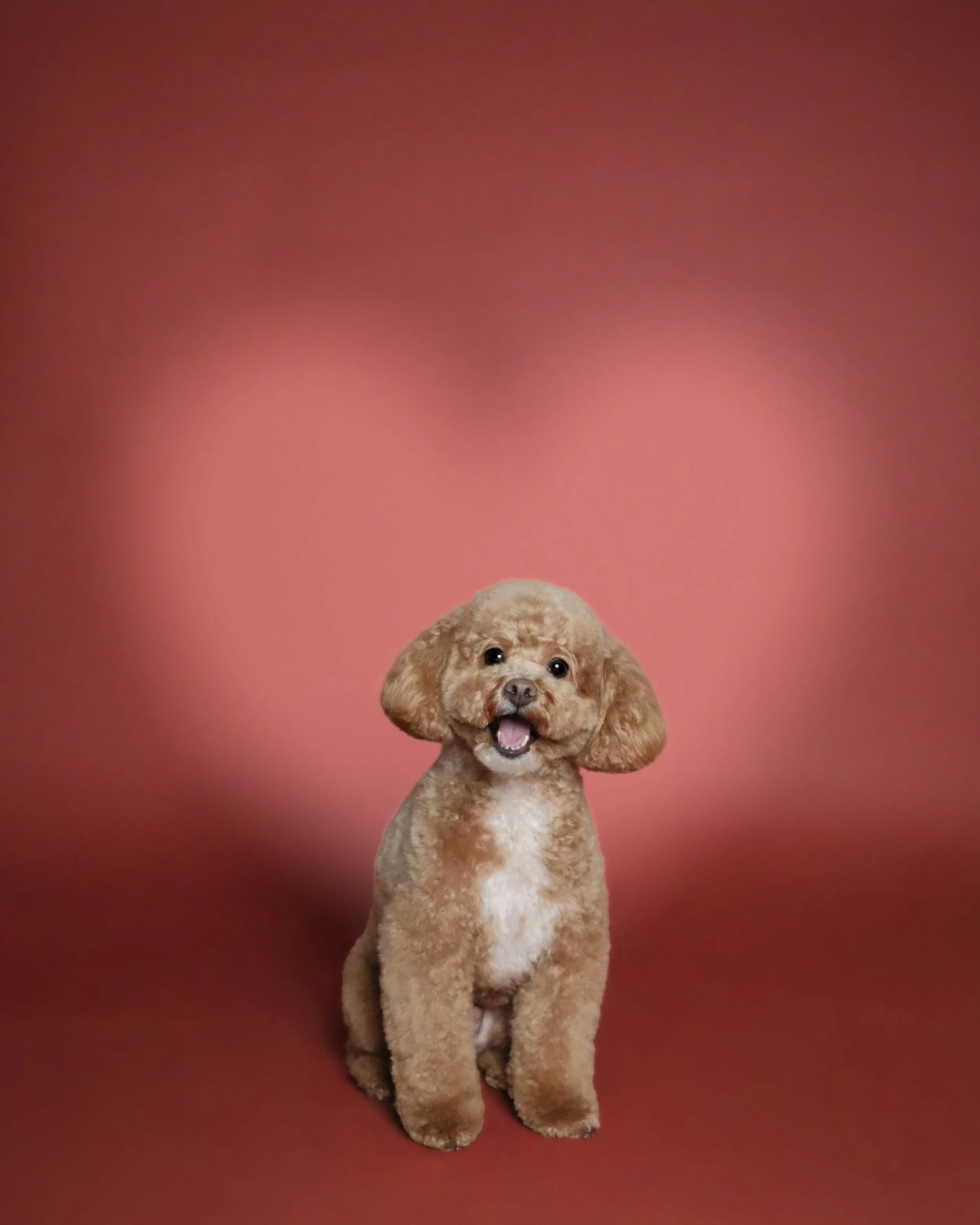 Milo x Nest Grooming Studio.jpg