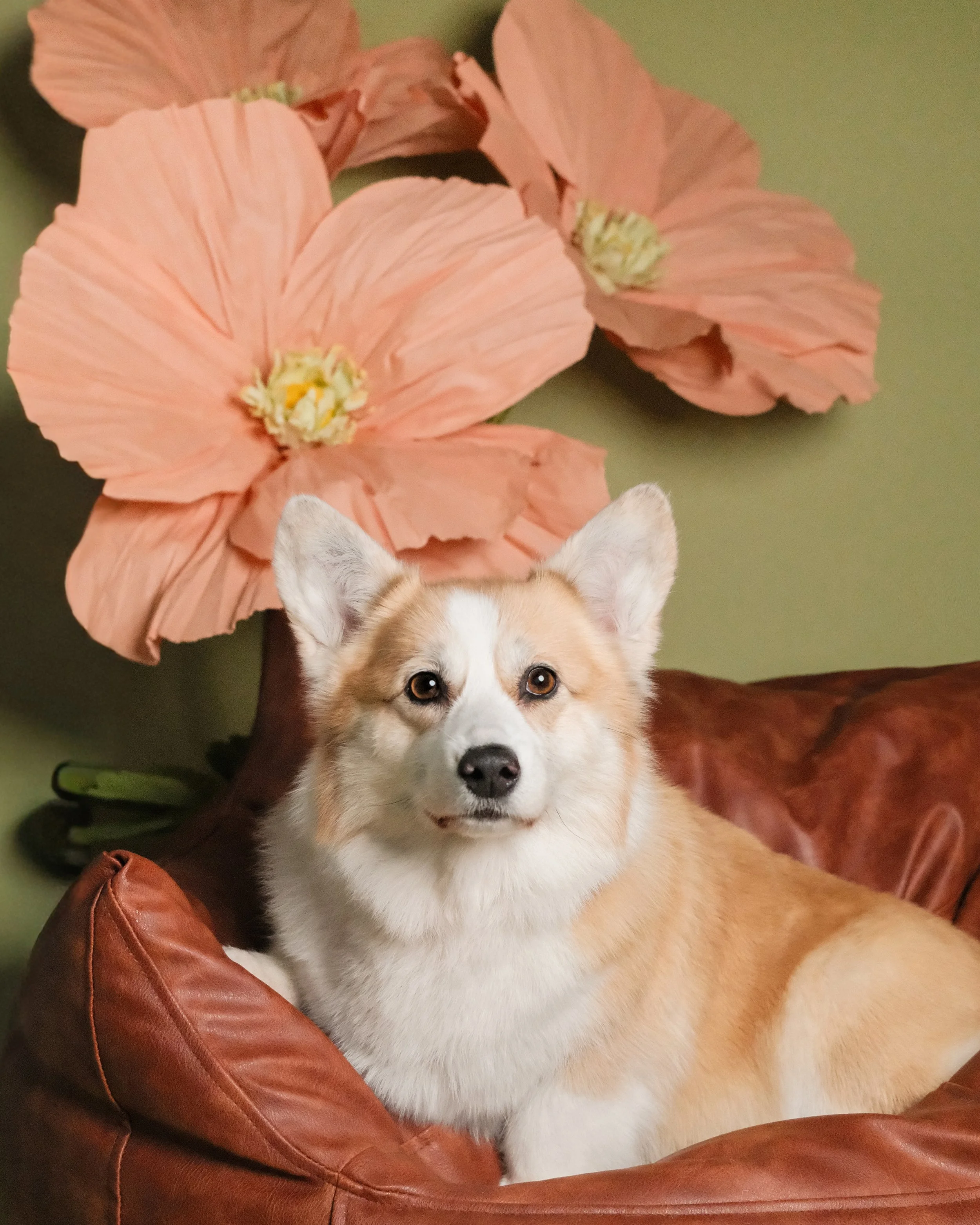 Audrey - Nest Grooming Studio.jpg