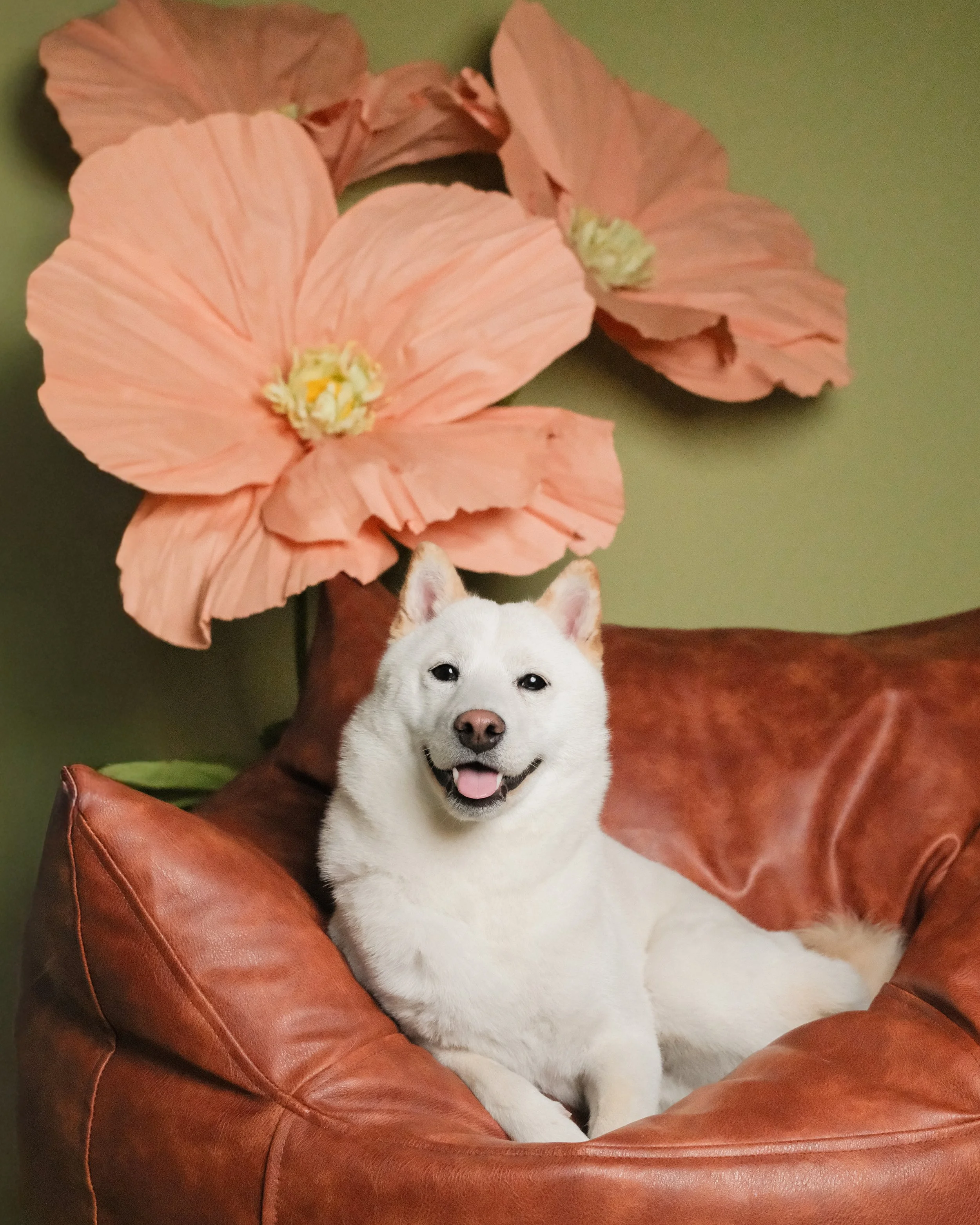 Shiro - Nest Grooming Studio-2.jpg
