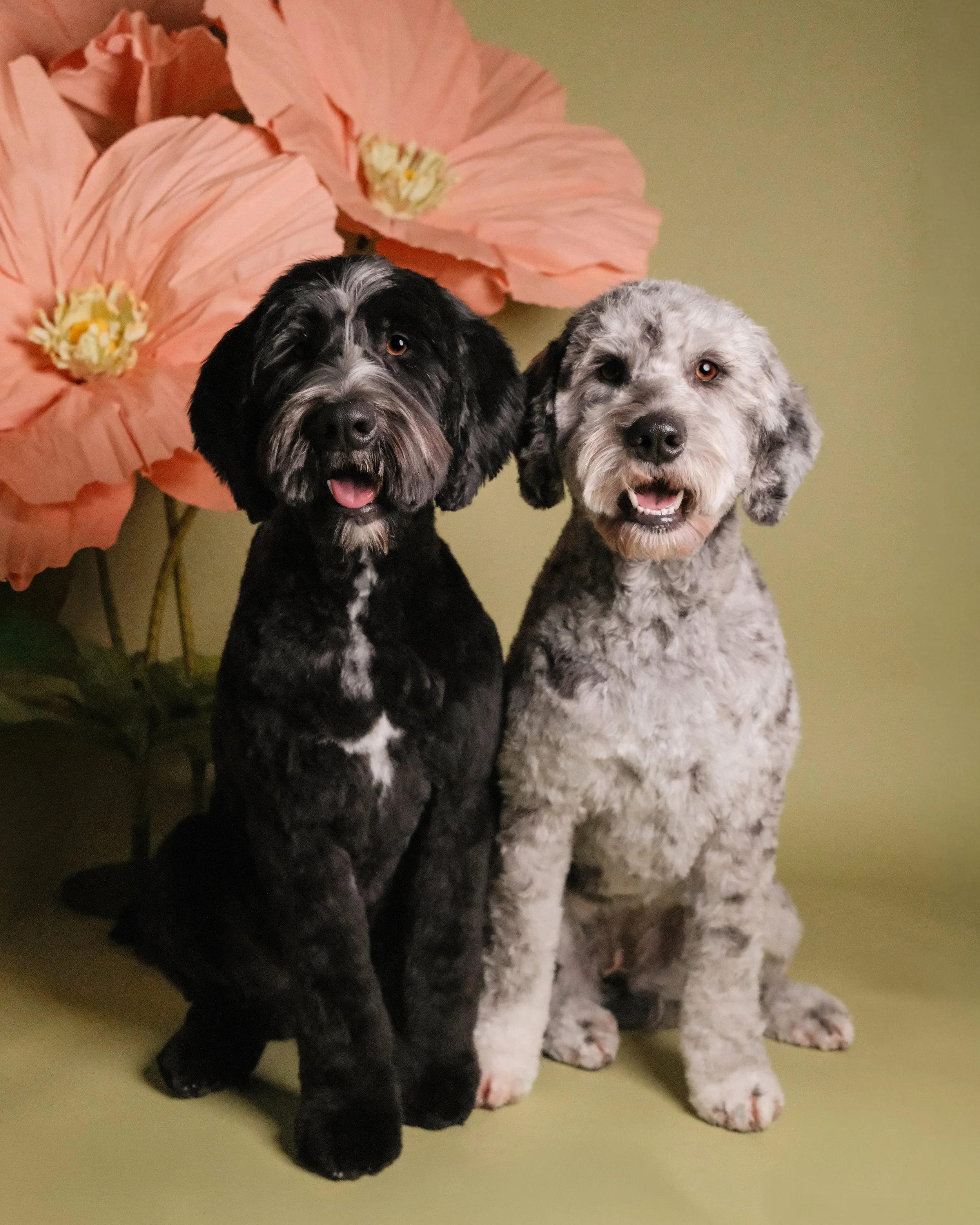 Milie Bailey - Nest Grooming Studio.jpg