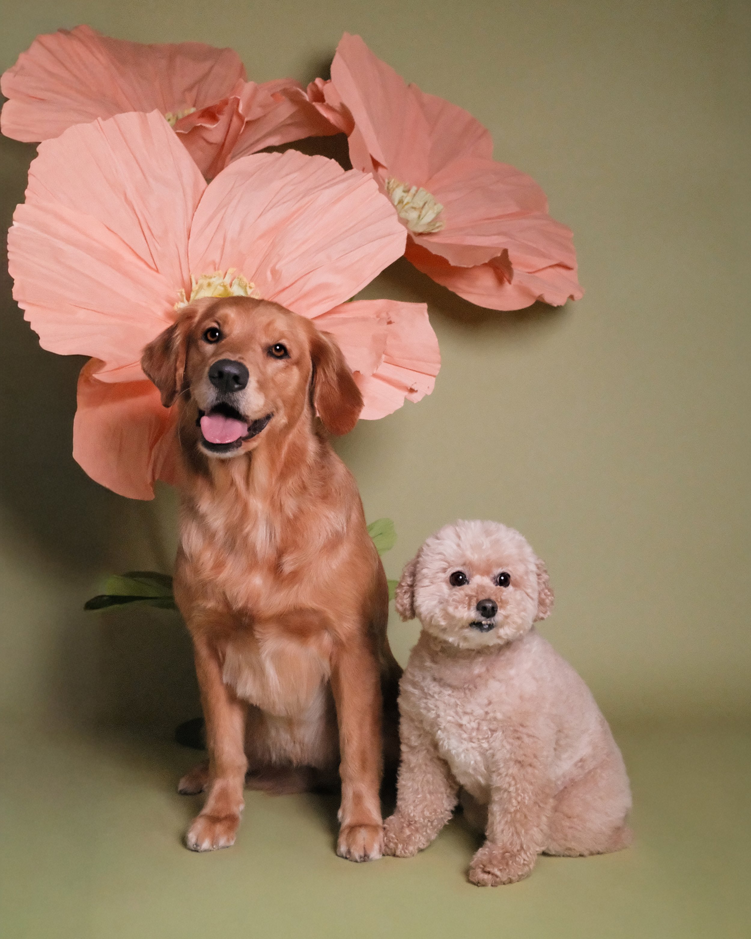 Annabelle x Pinot - Nest Grooming Studio.jpg