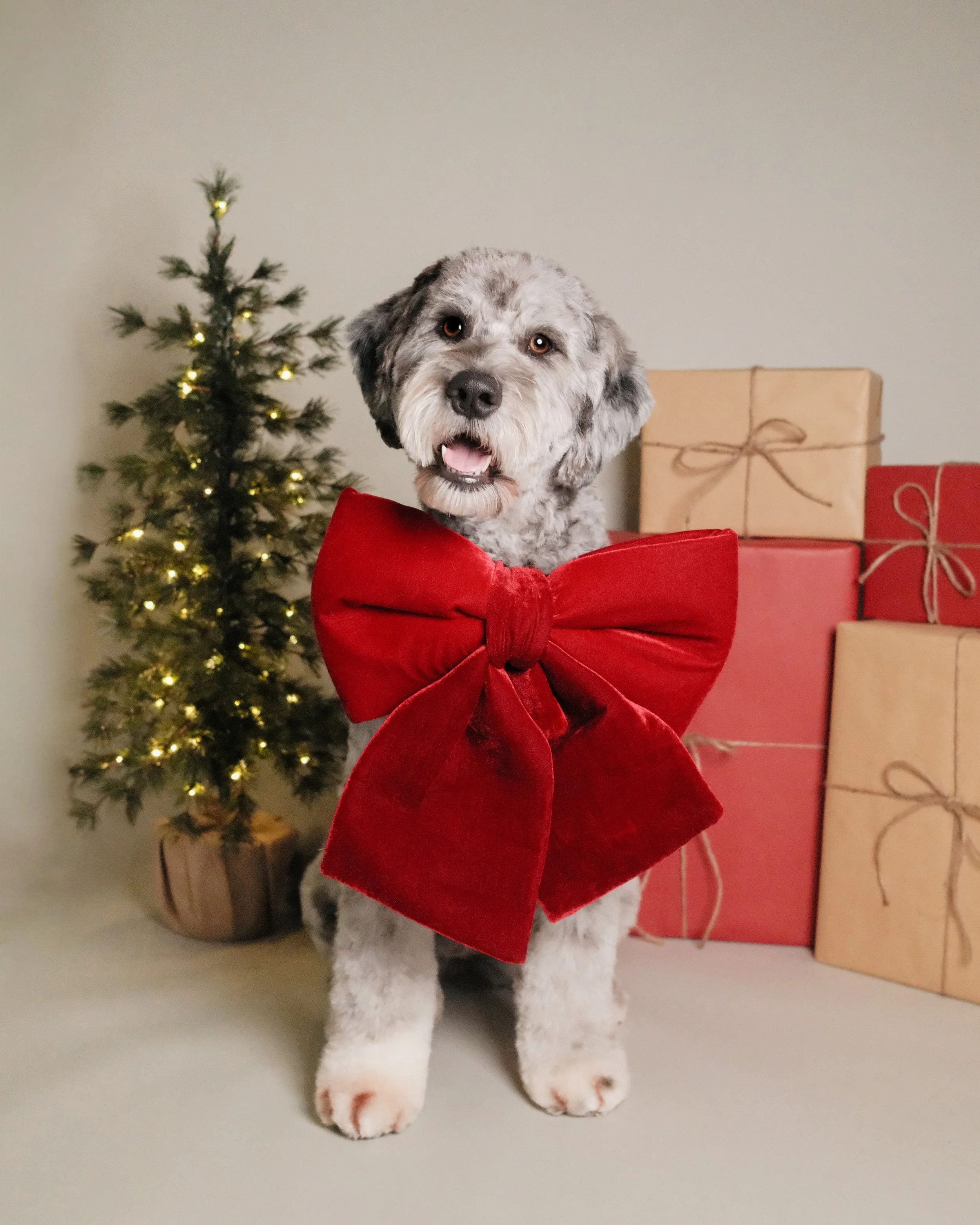 Bailey x Nest Grooming Studio x Holidays.jpg