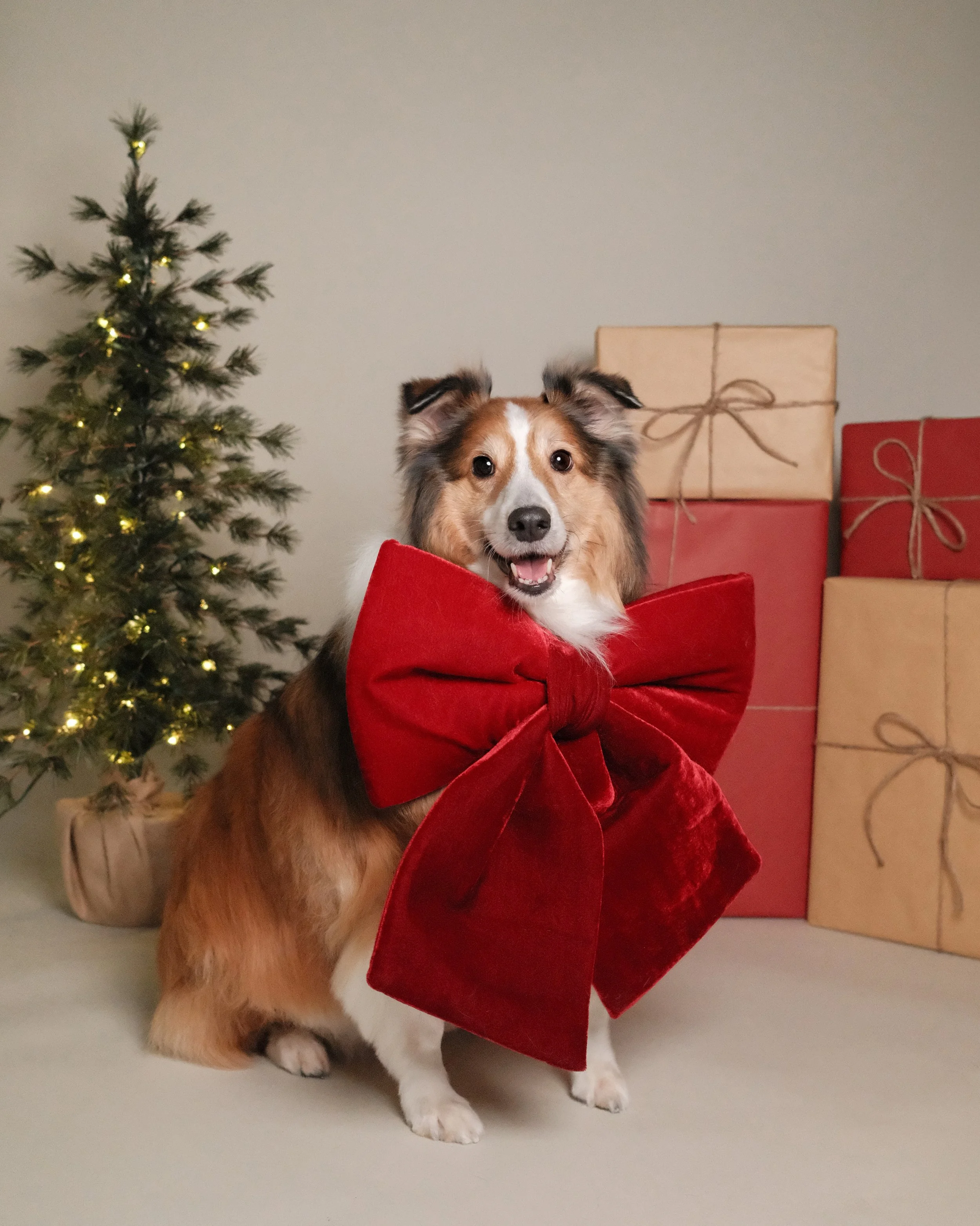 Zeus x Nest Grooming Studio x Holidays.jpg