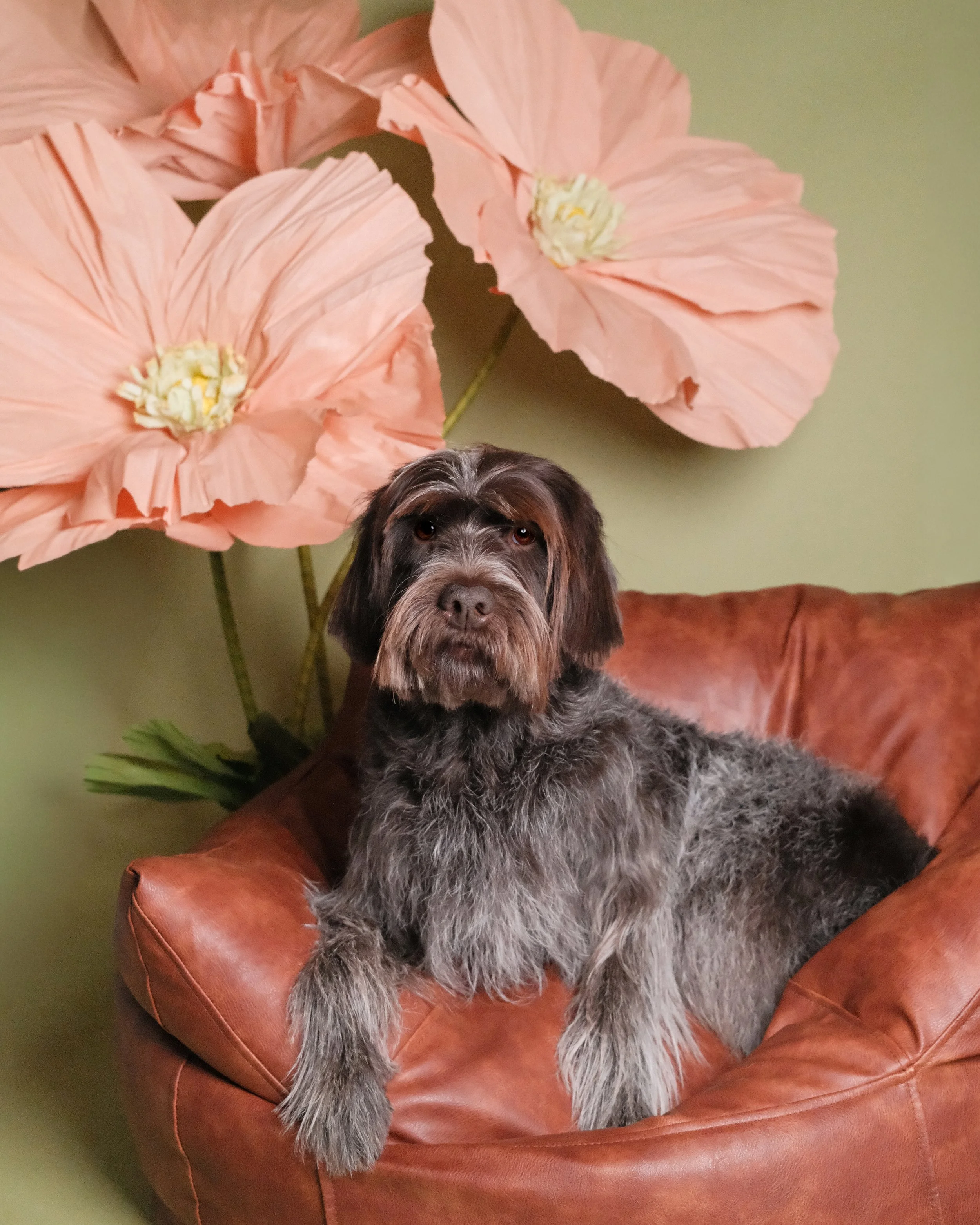 Leni - Nest Grooming Studio.jpg
