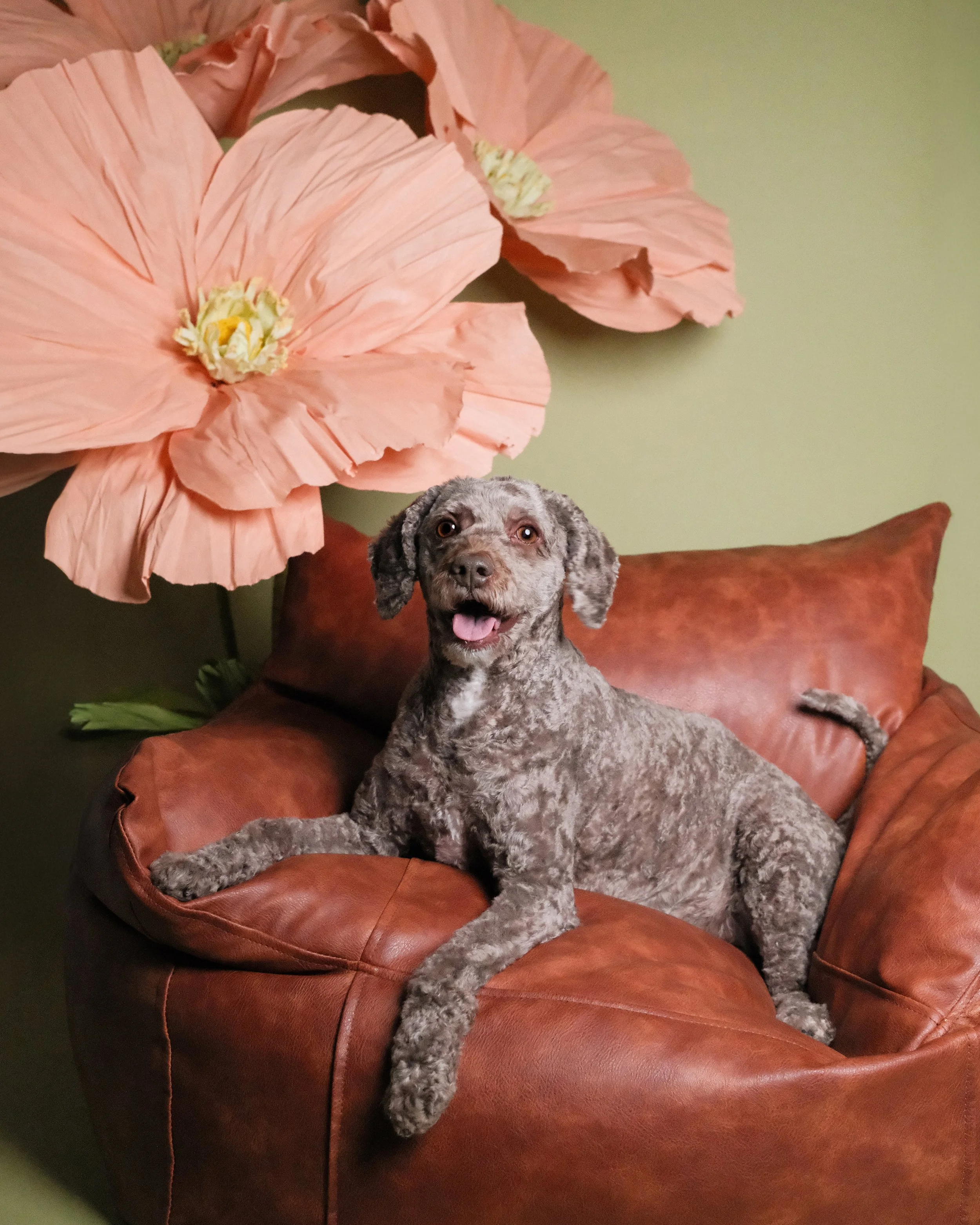 Piper - Nest Grooming Studio.jpg