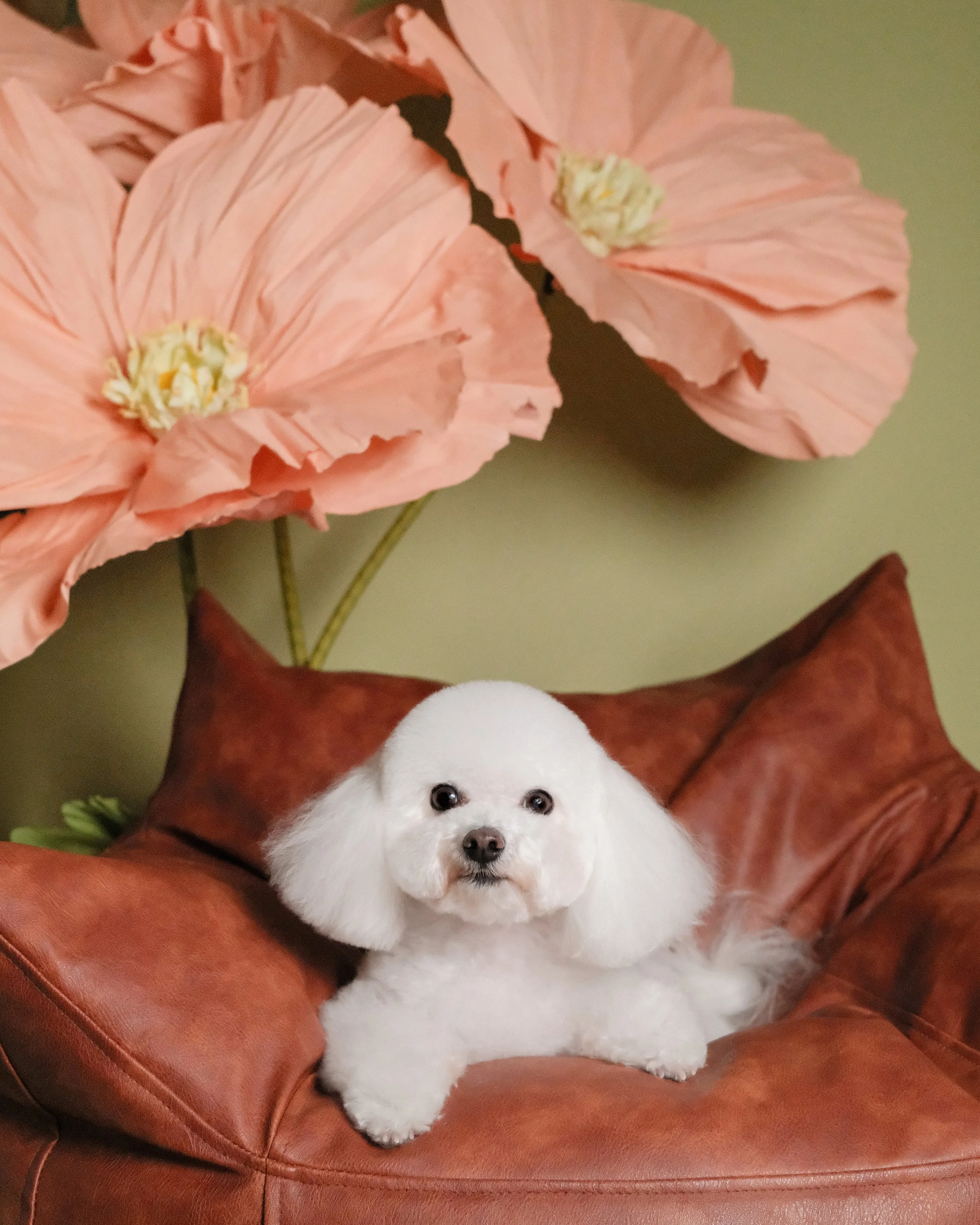 Molly - Nest Grooming Studio-2.jpg