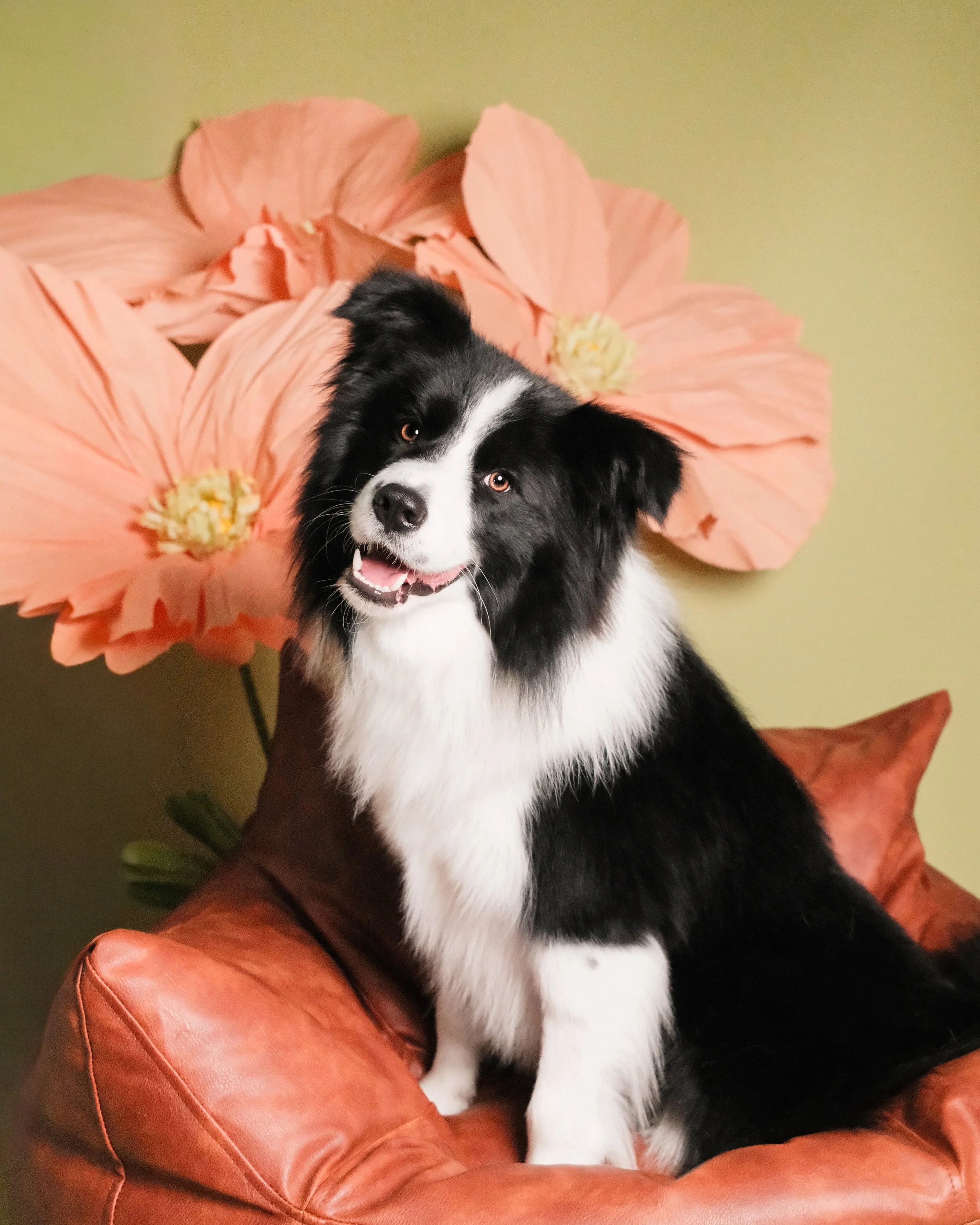 Luffy - Nest Grooming Studio-2.jpg