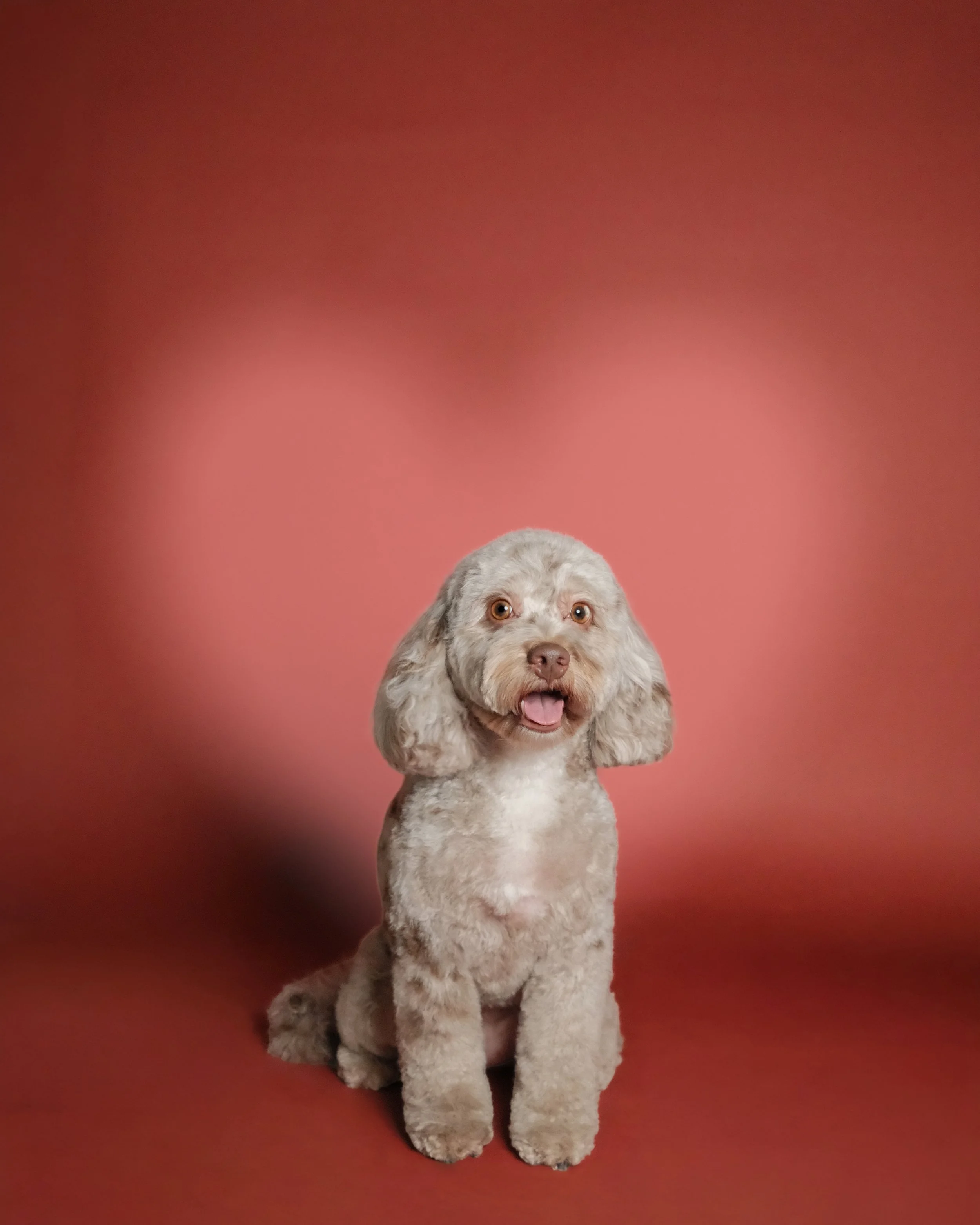Dolly x Nest Grooming Studio.jpg