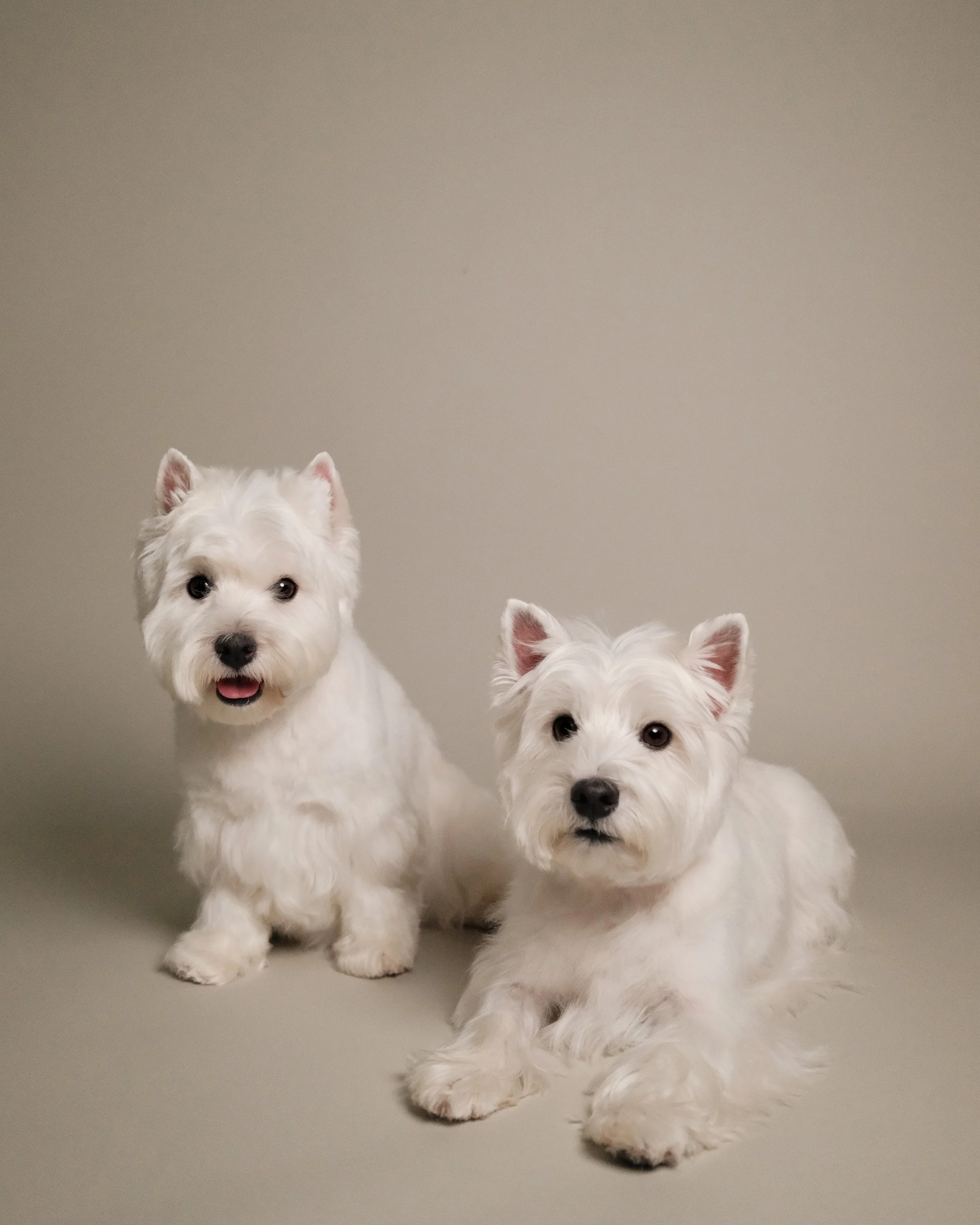 Luna & Leo x Nest Grooming Studio-1.jpg