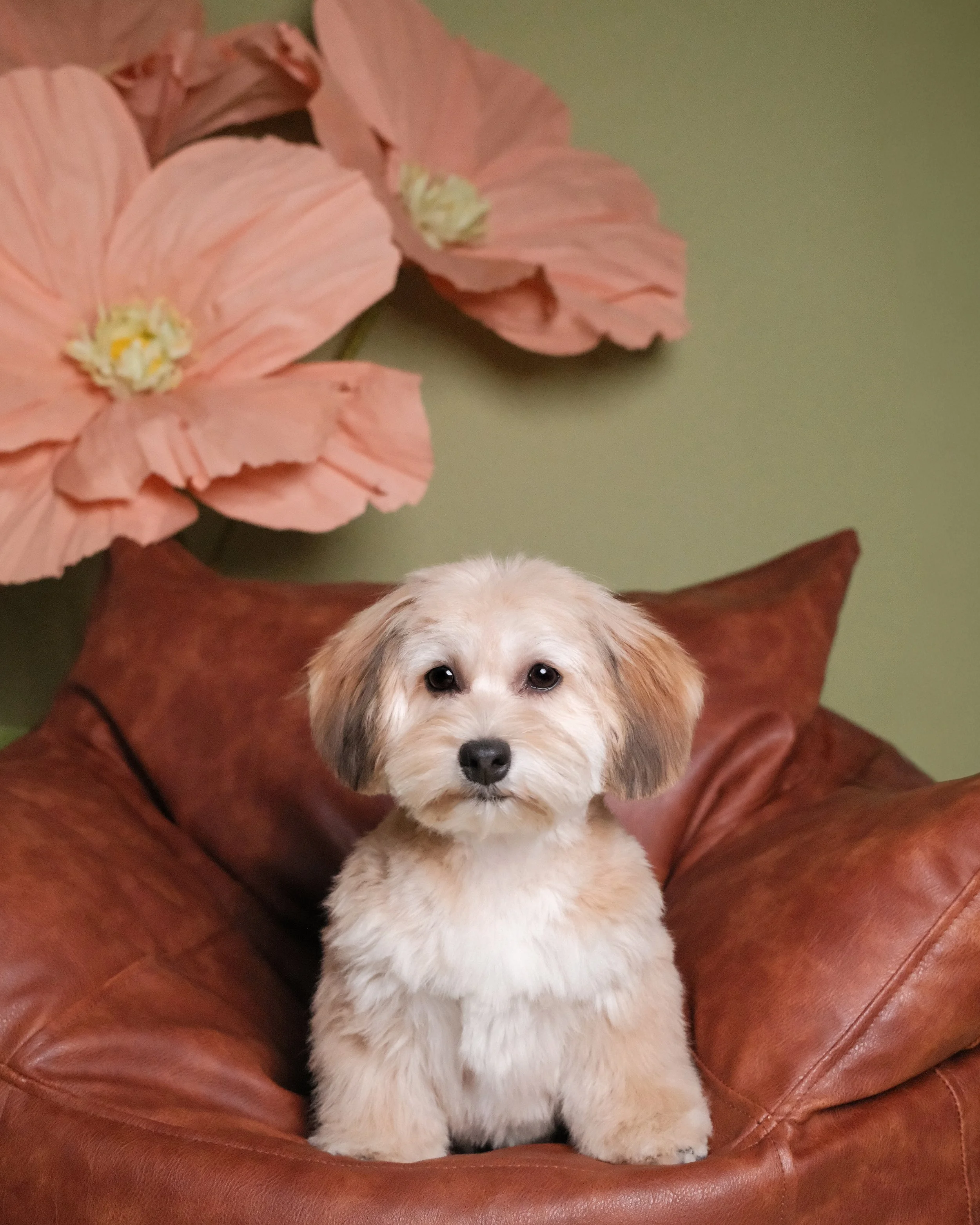 Bella - Nest Grooming Studio.jpg