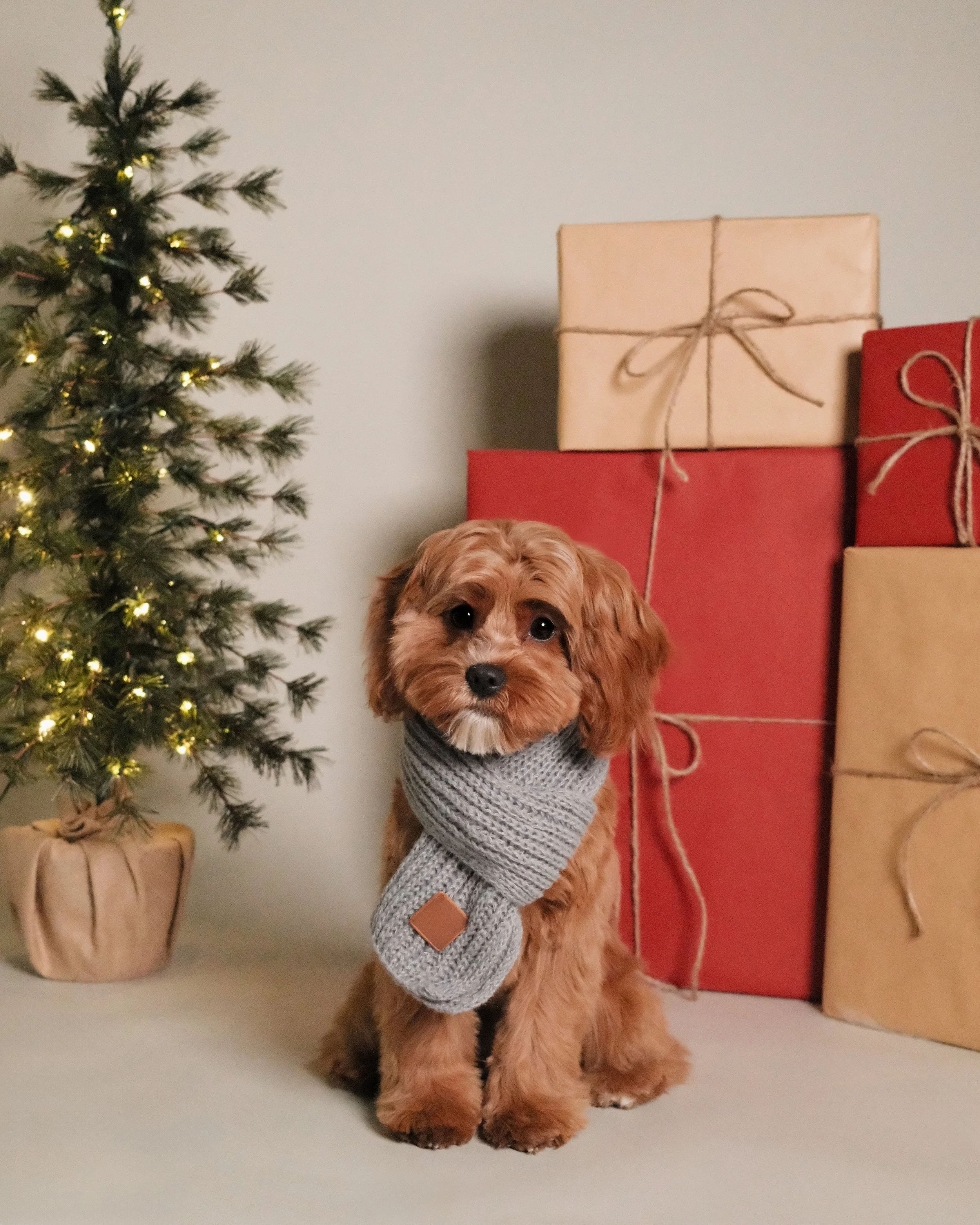 Gracie x Nest Grooming Studio x Holidays-1.jpg