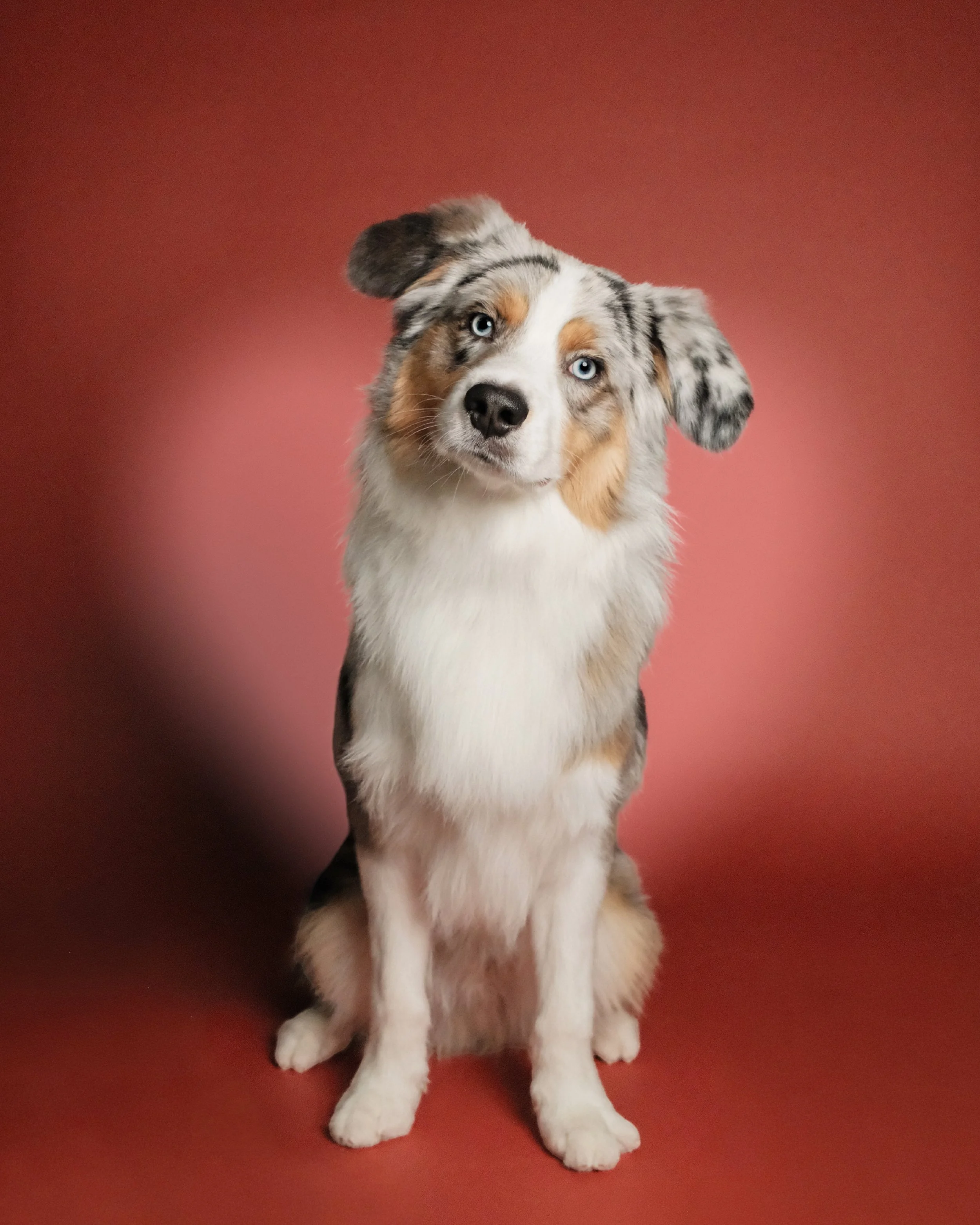 Archie x Nest Grooming Studio.jpg