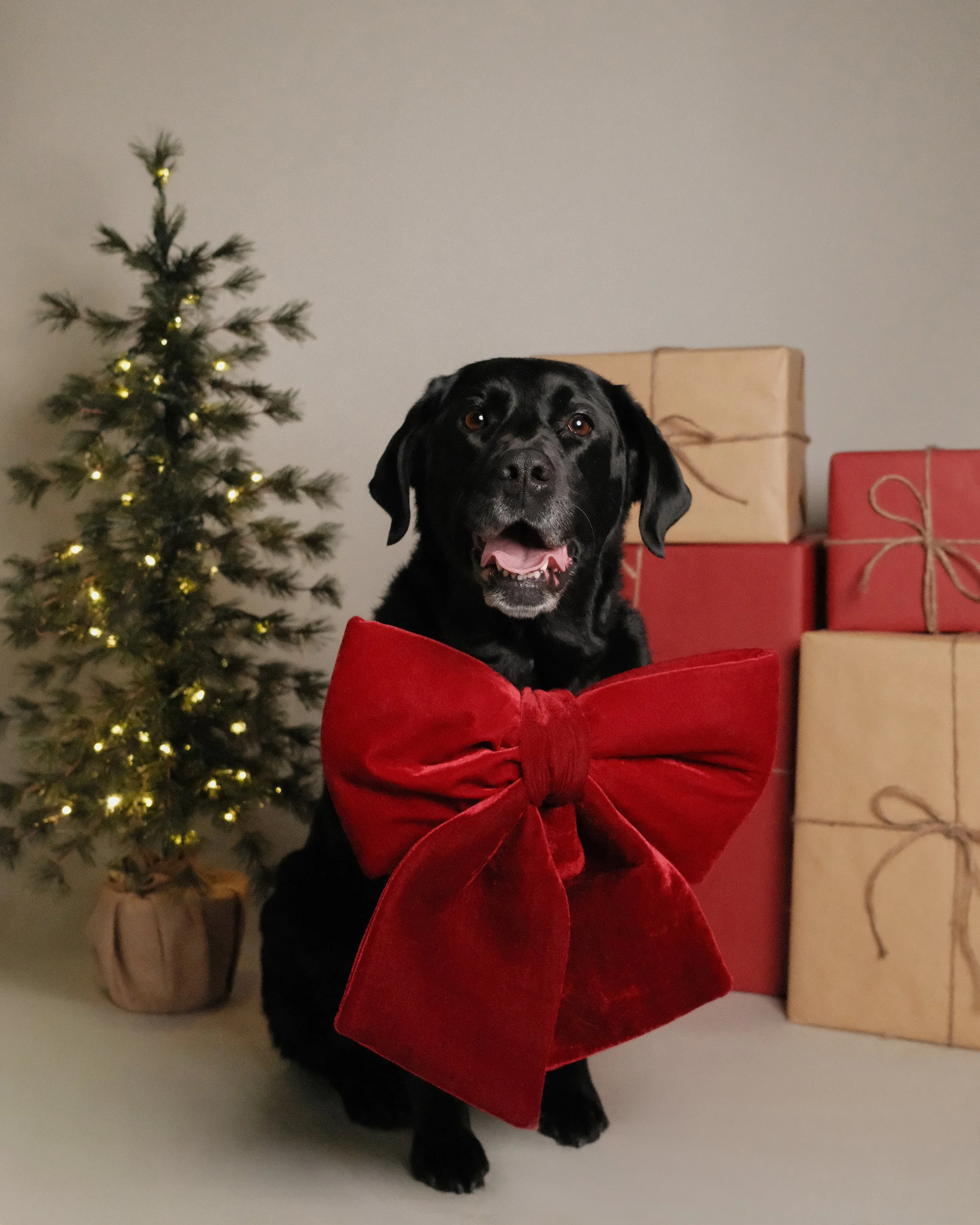 Gracie x Nest Grooming Studio x Holidays.jpg