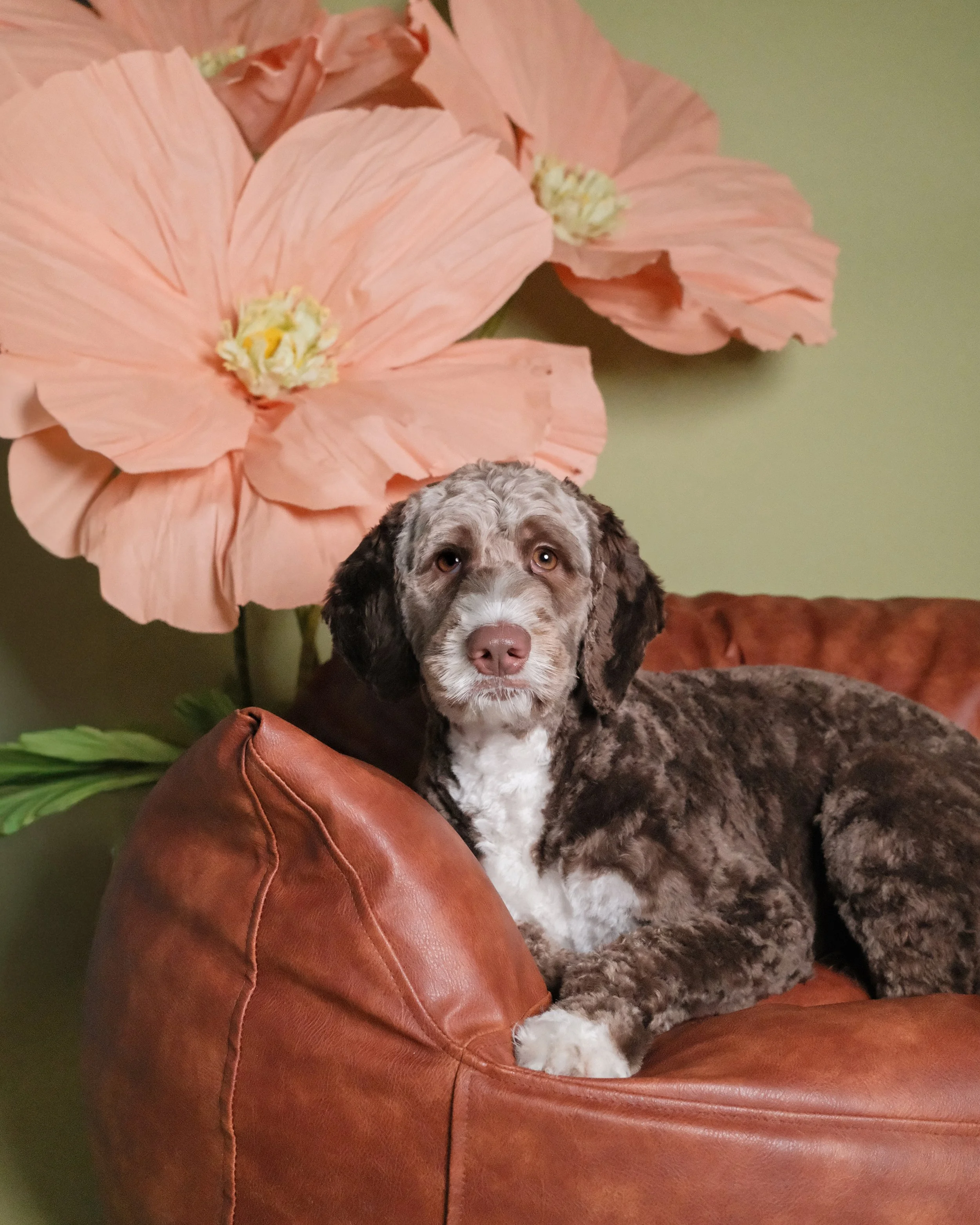 Jasper - Nest Grooming Studio.jpg
