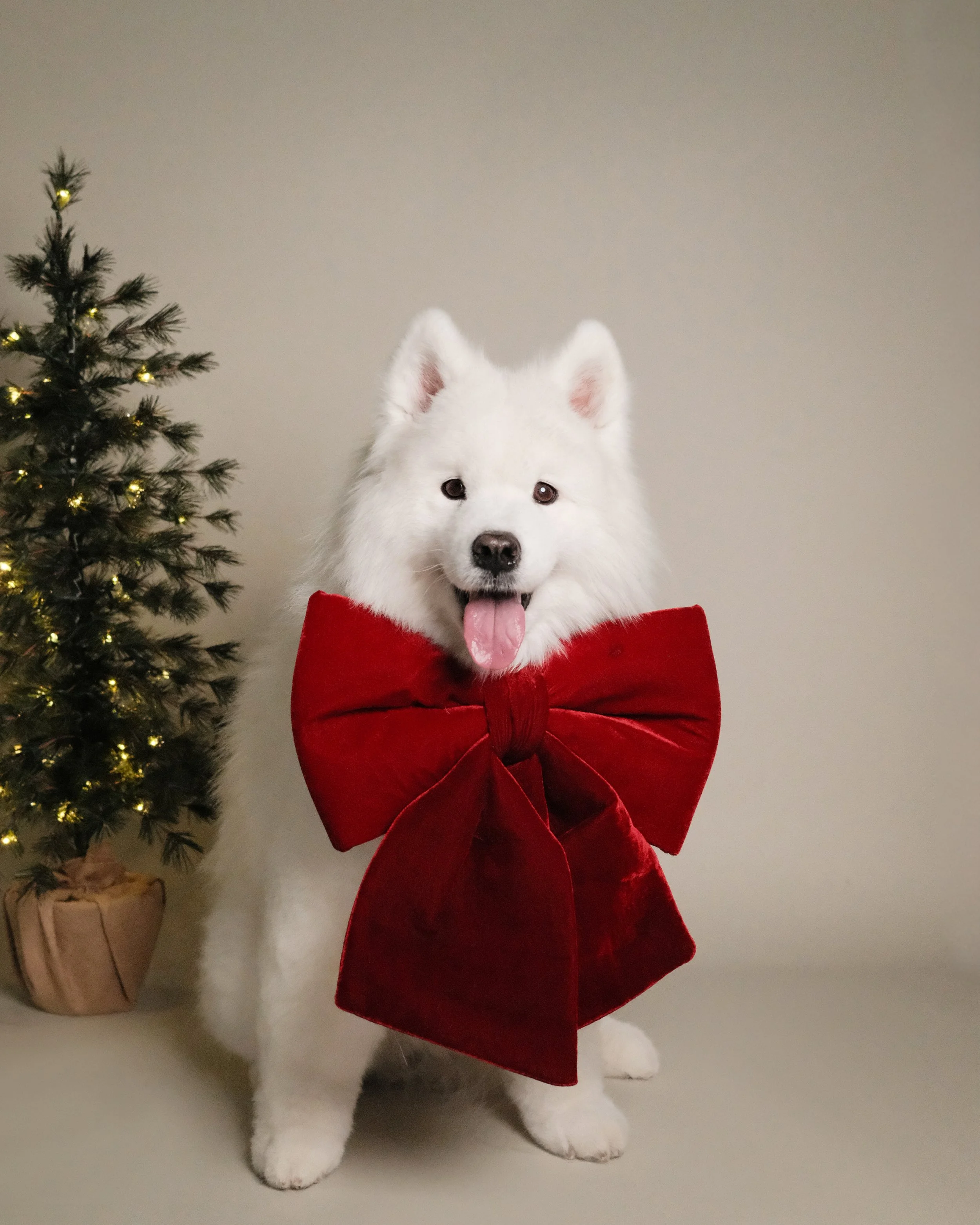Chantilly  x Nest Grooming Studio x Holidays-1.jpg