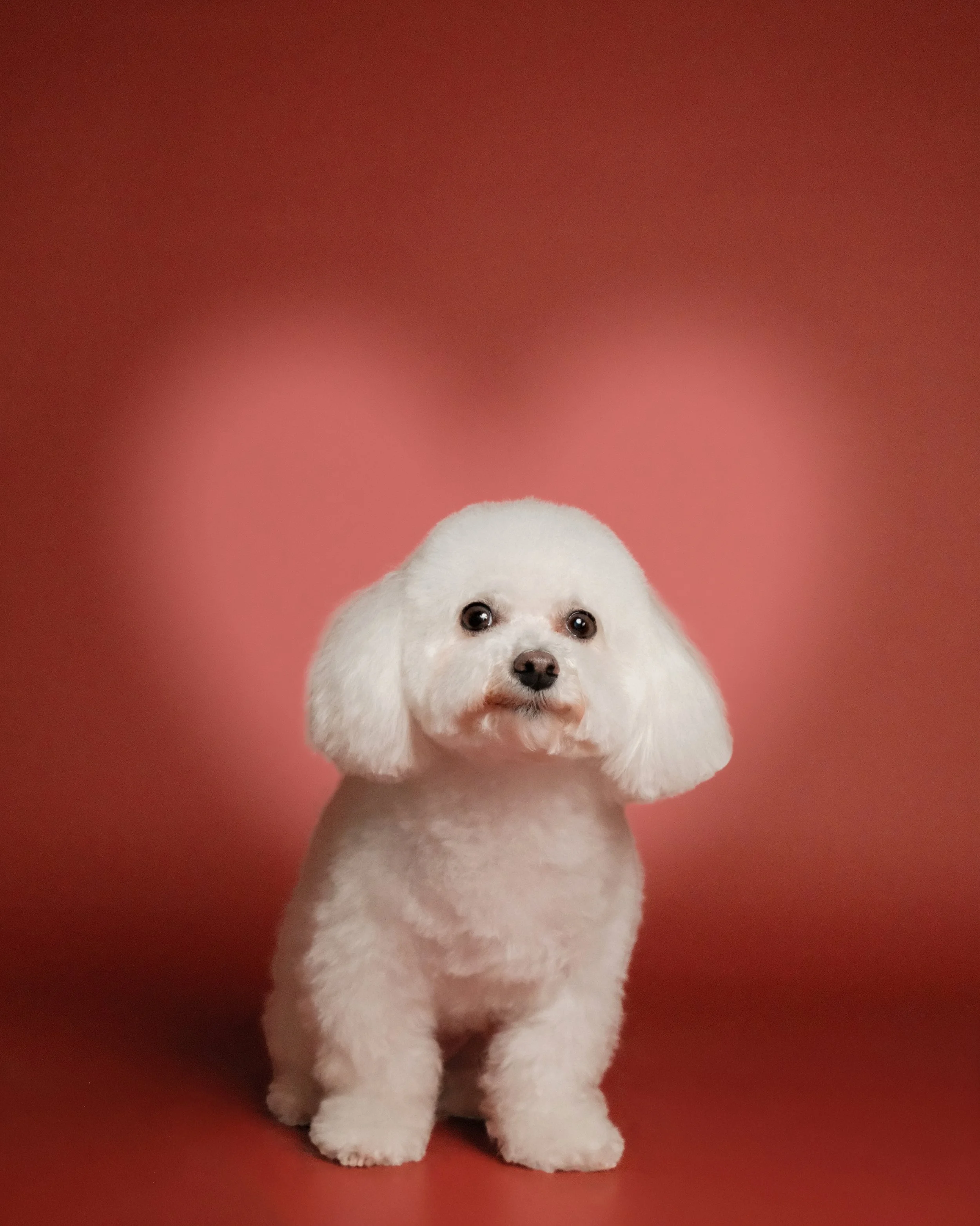 Molly x Nest Grooming Studio.jpg