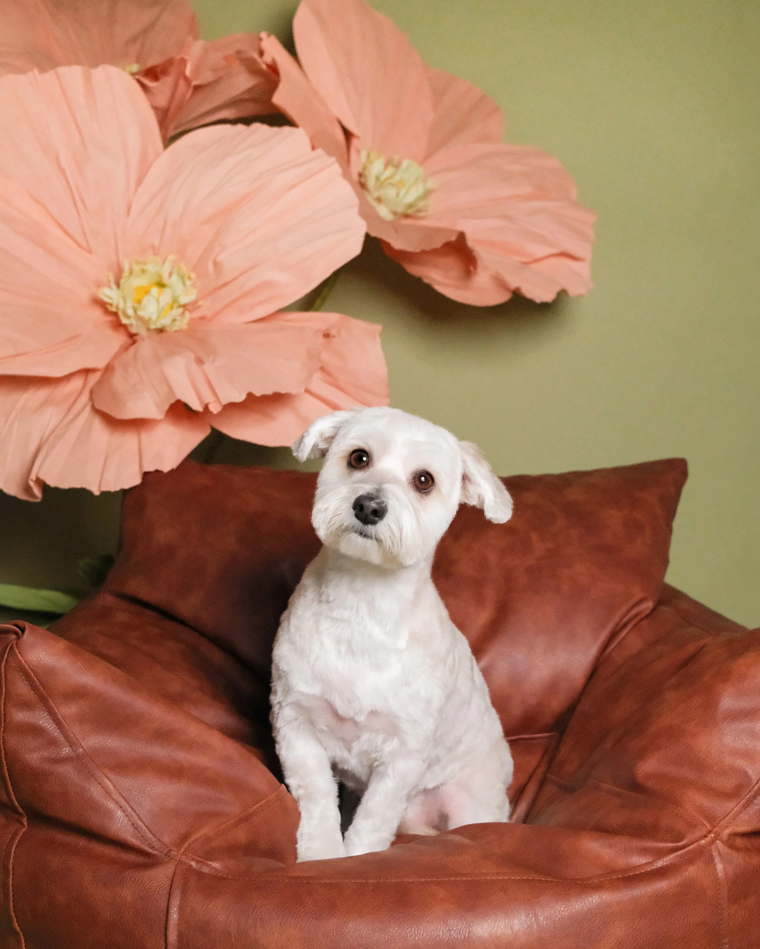 Ginger - Nest Grooming Studio.jpg