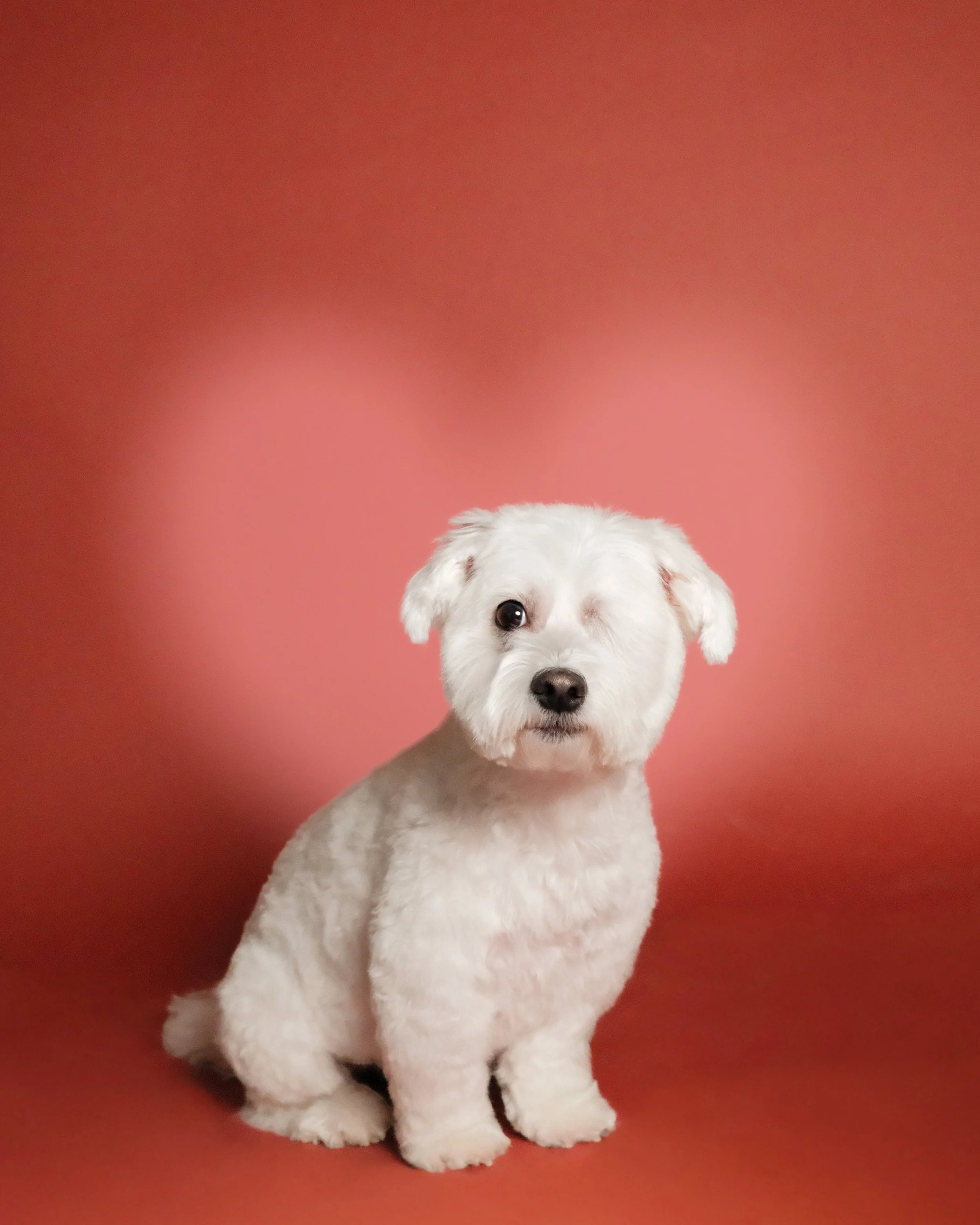Ollie x Nest Grooming Studio.jpg