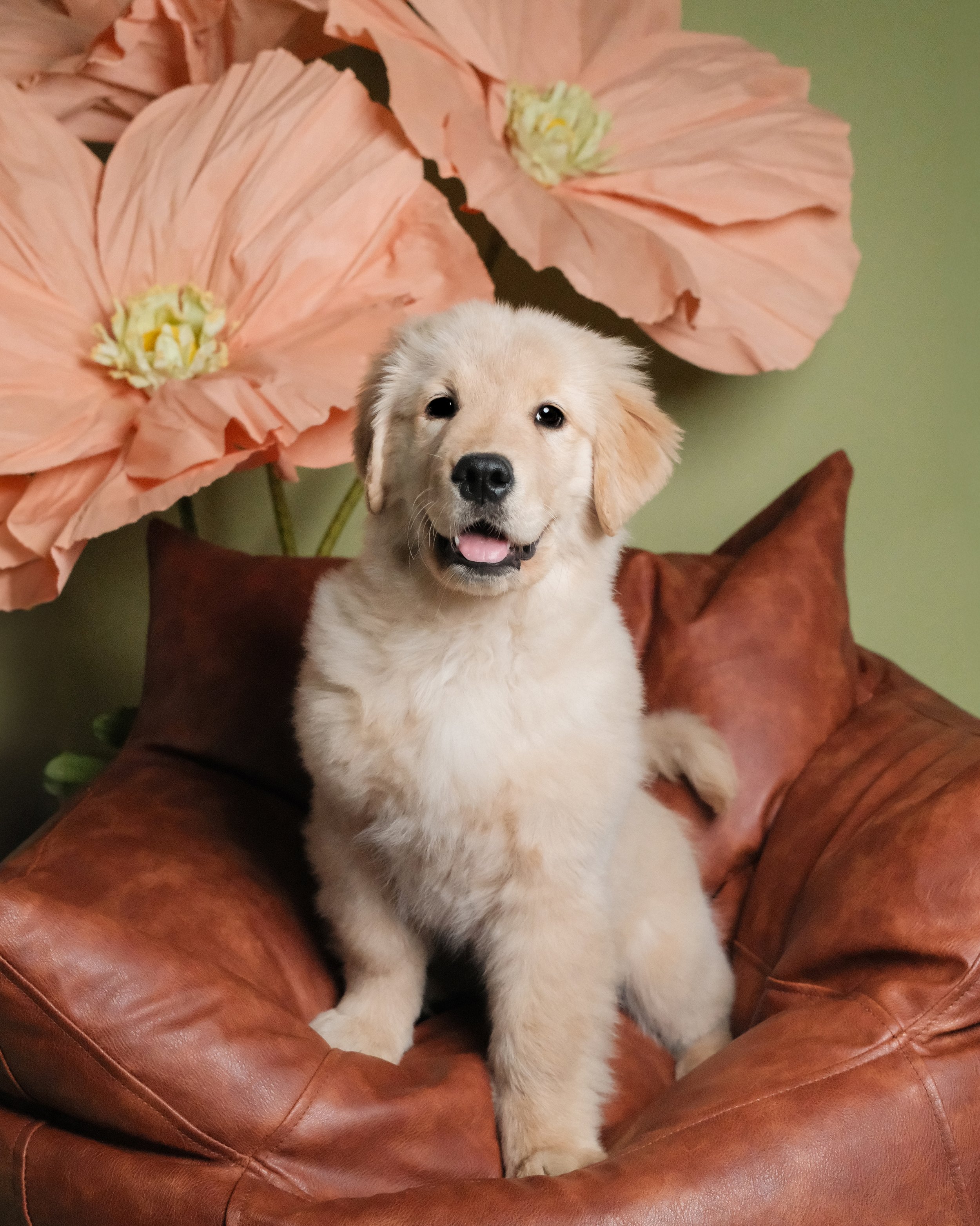 Crema - Nest Grooming Studio.jpg
