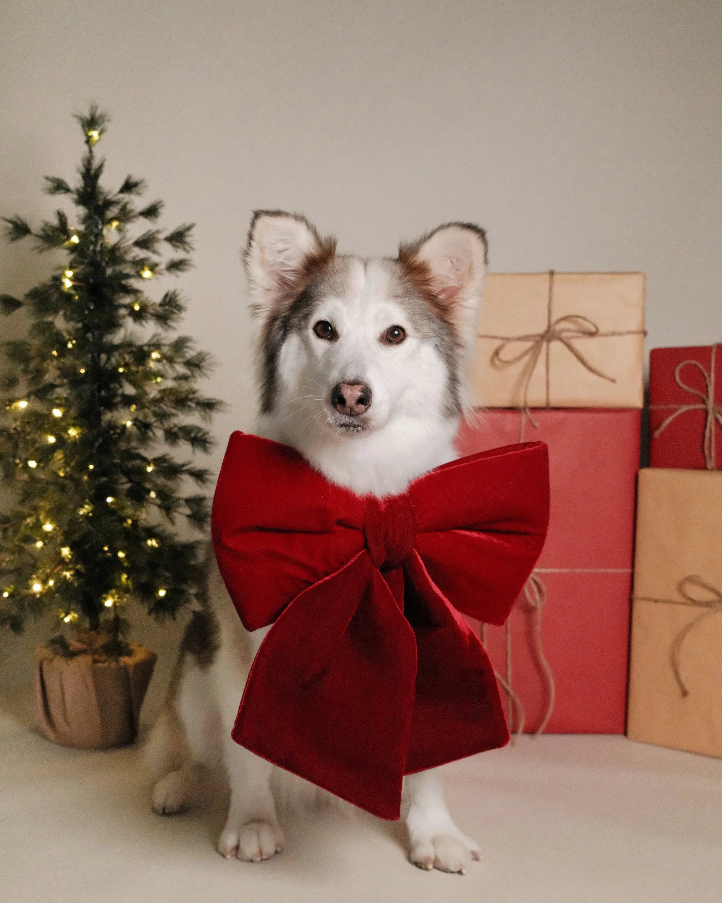 Babs x Nest Grooming Studio x Holidays.jpg