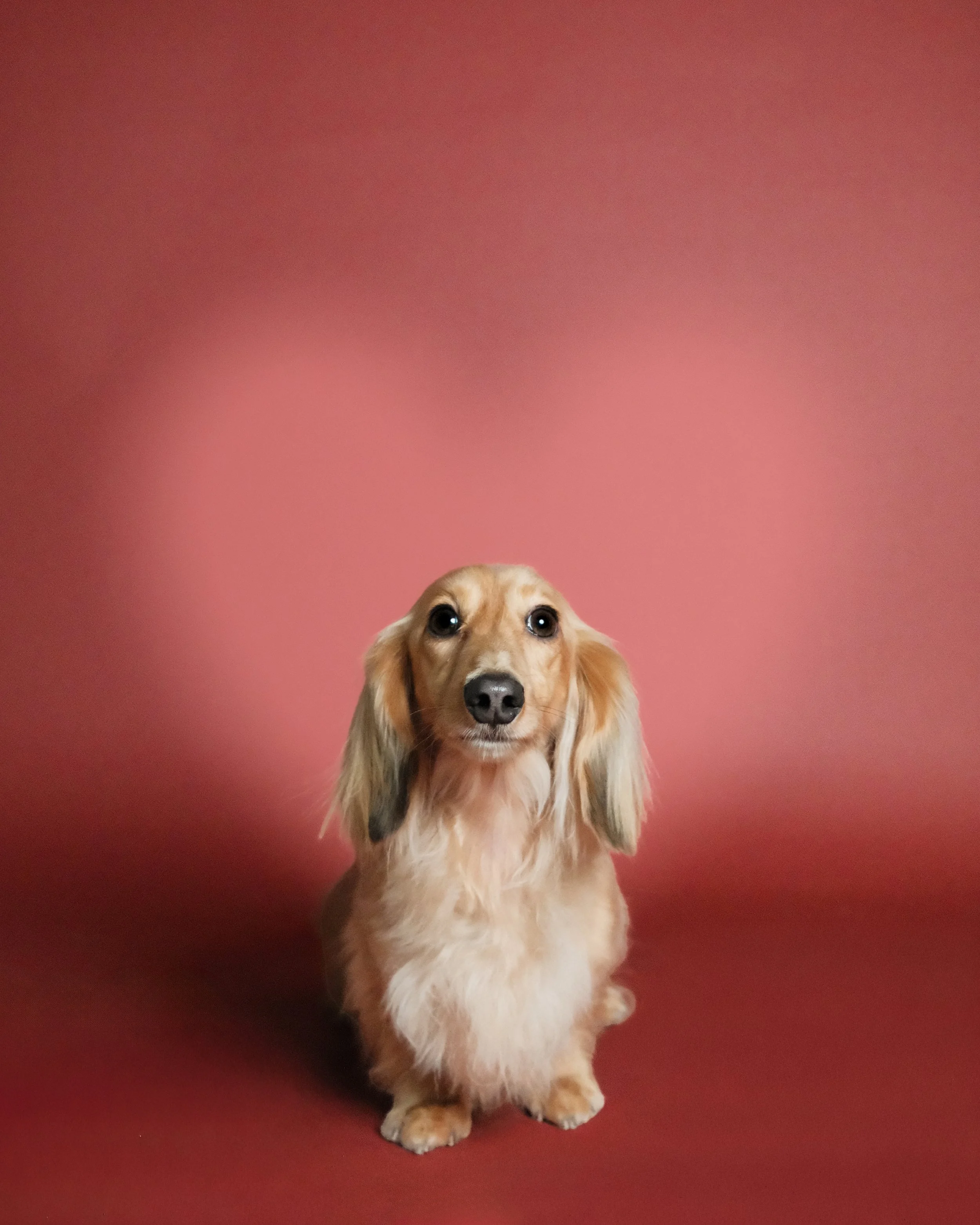Charlie x Nest Grooming Studio.jpg