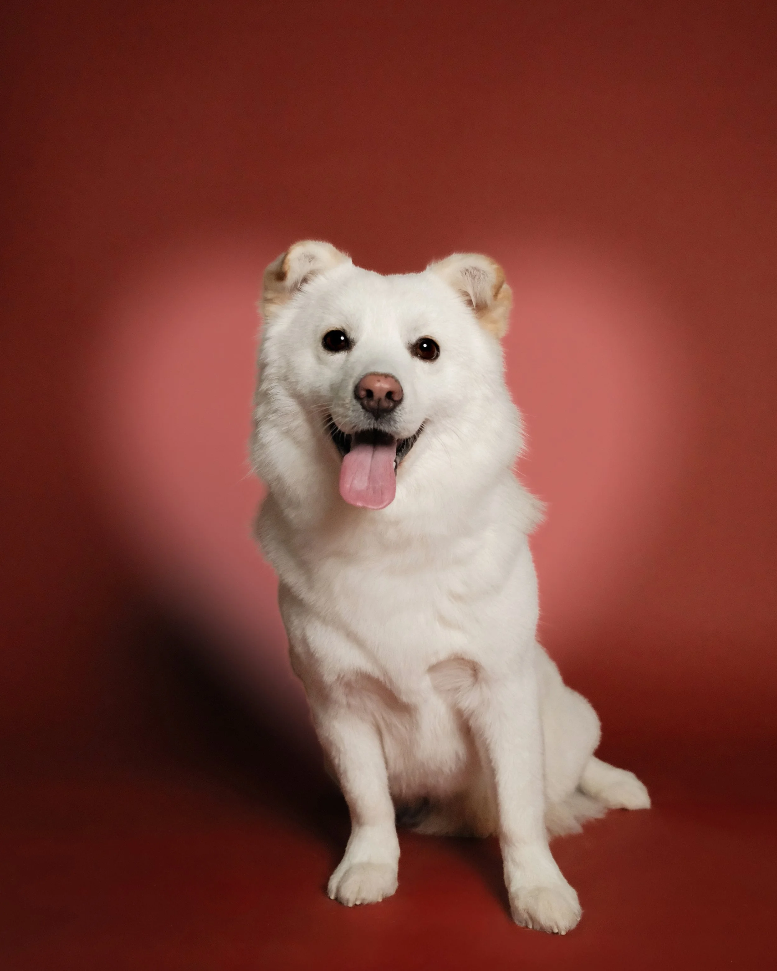 Indy x Nest Grooming Studio.jpg